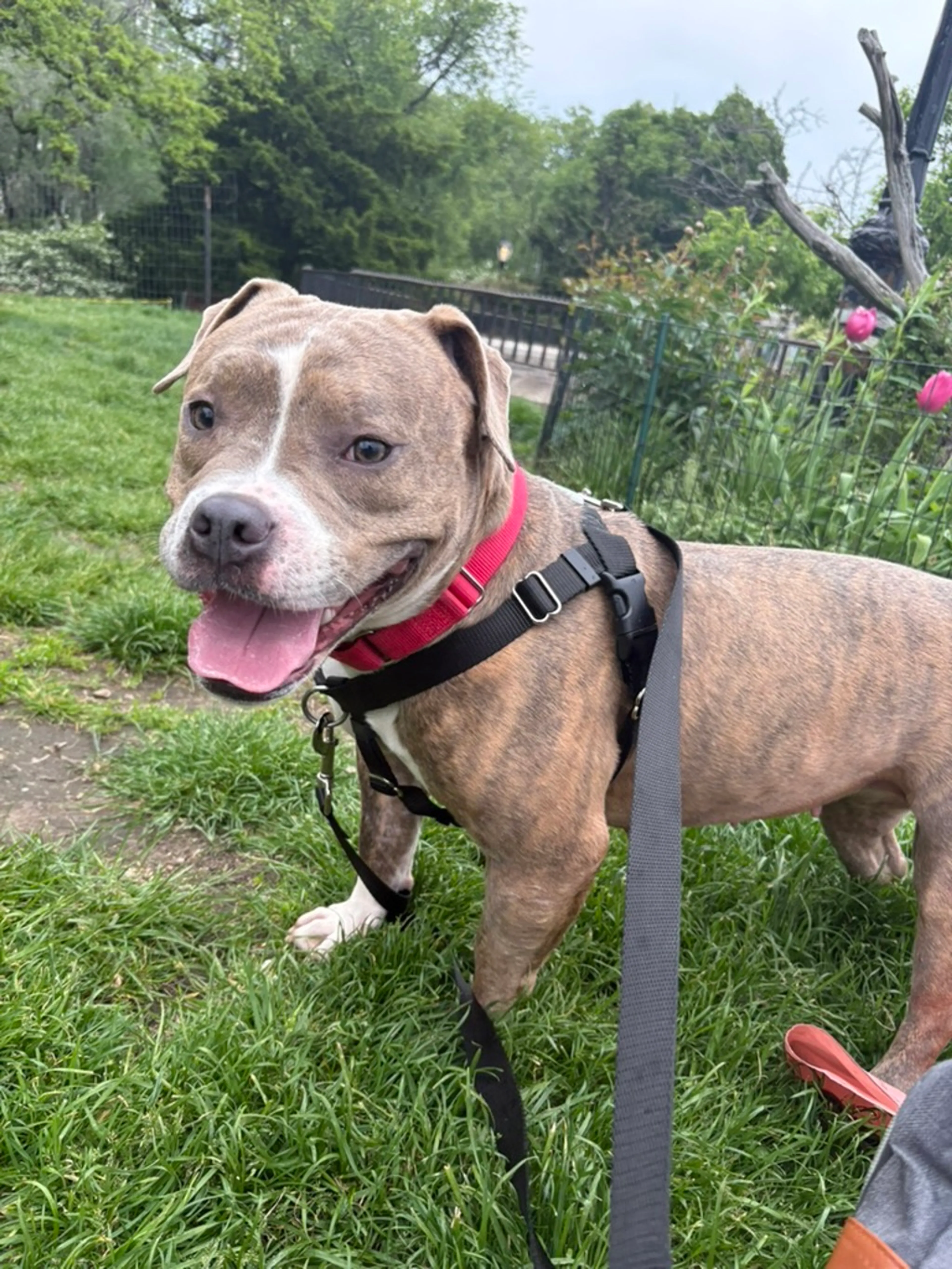 Found pet-8