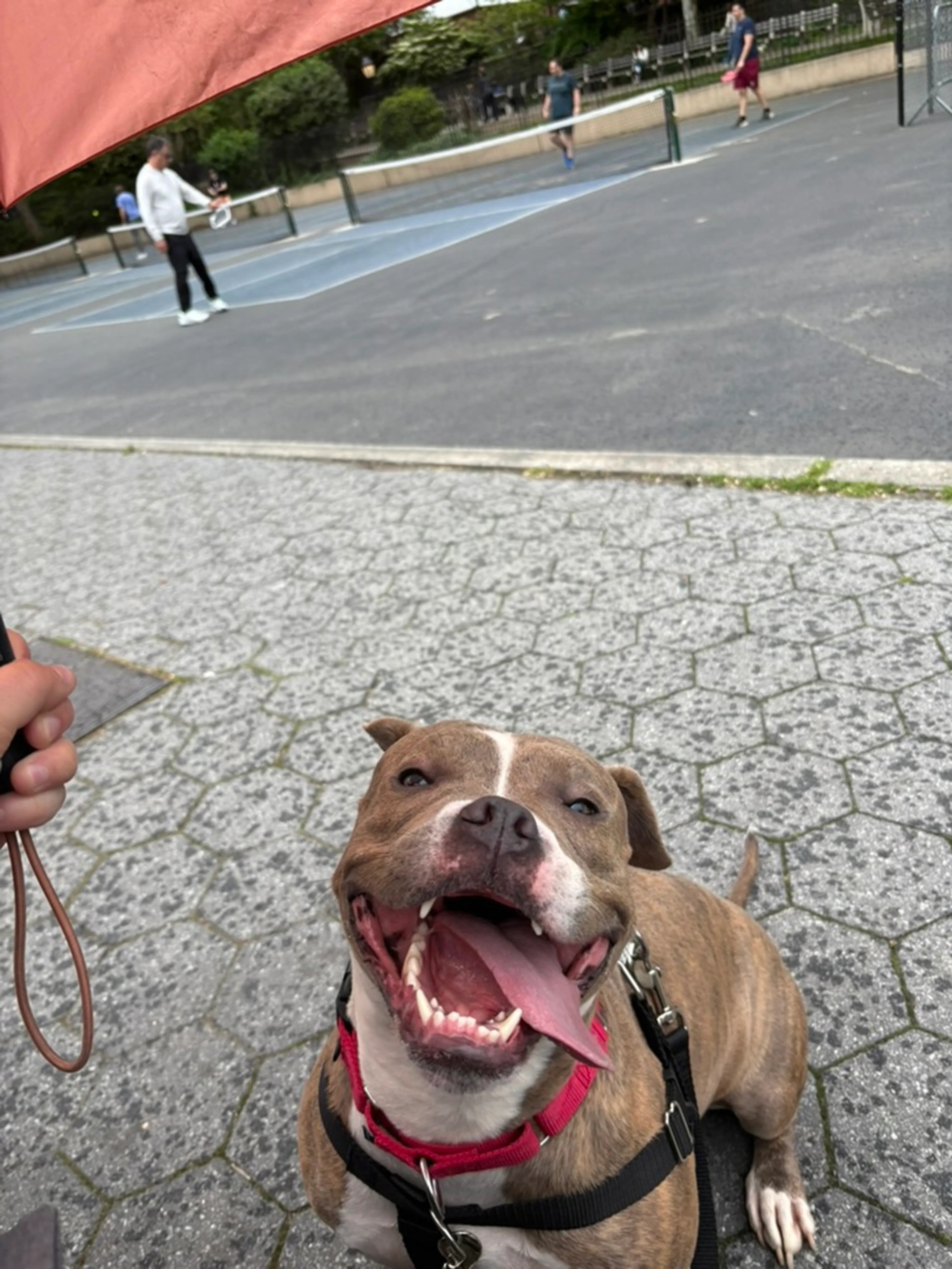 Found pet-10