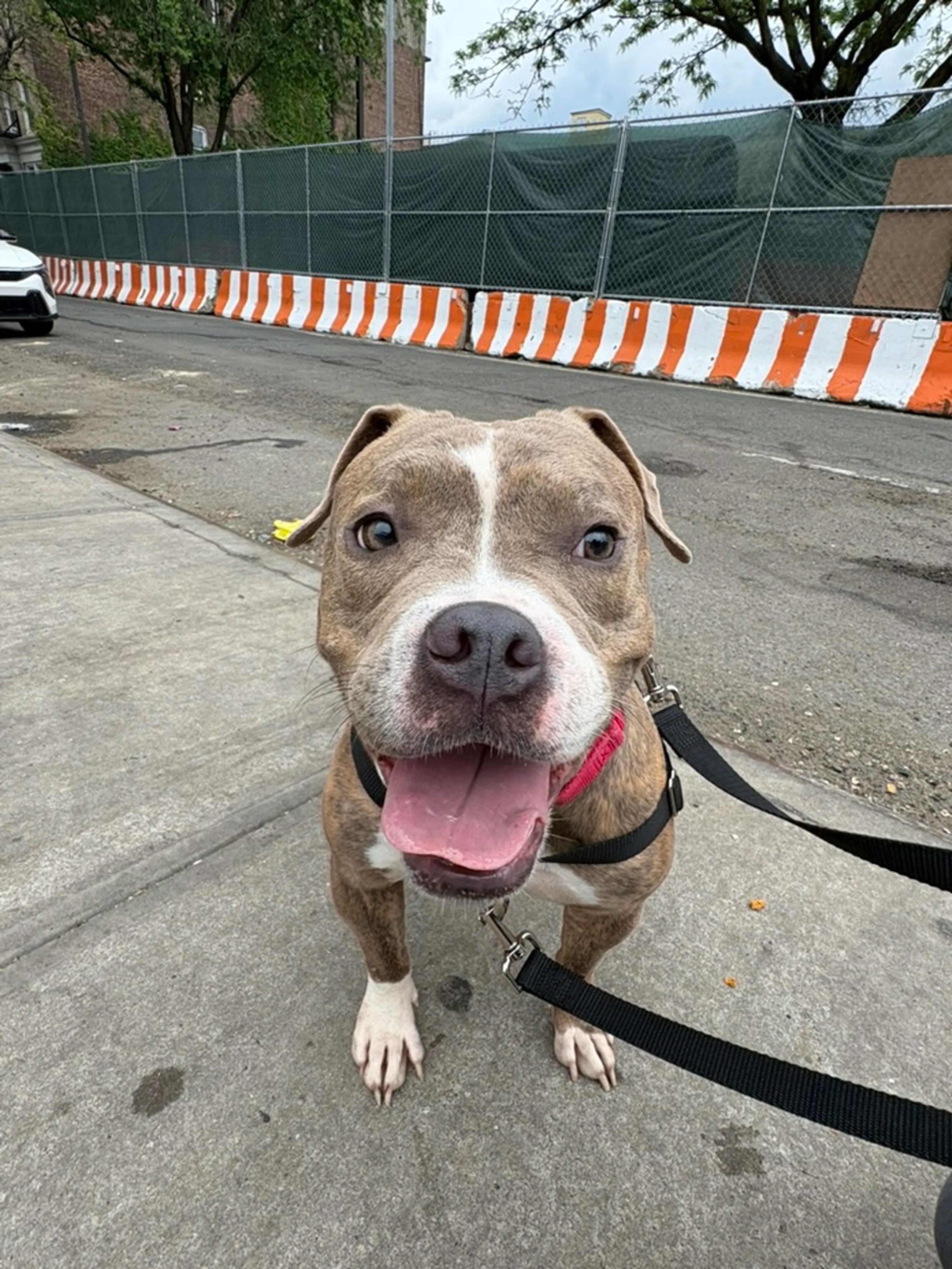 Found pet-5