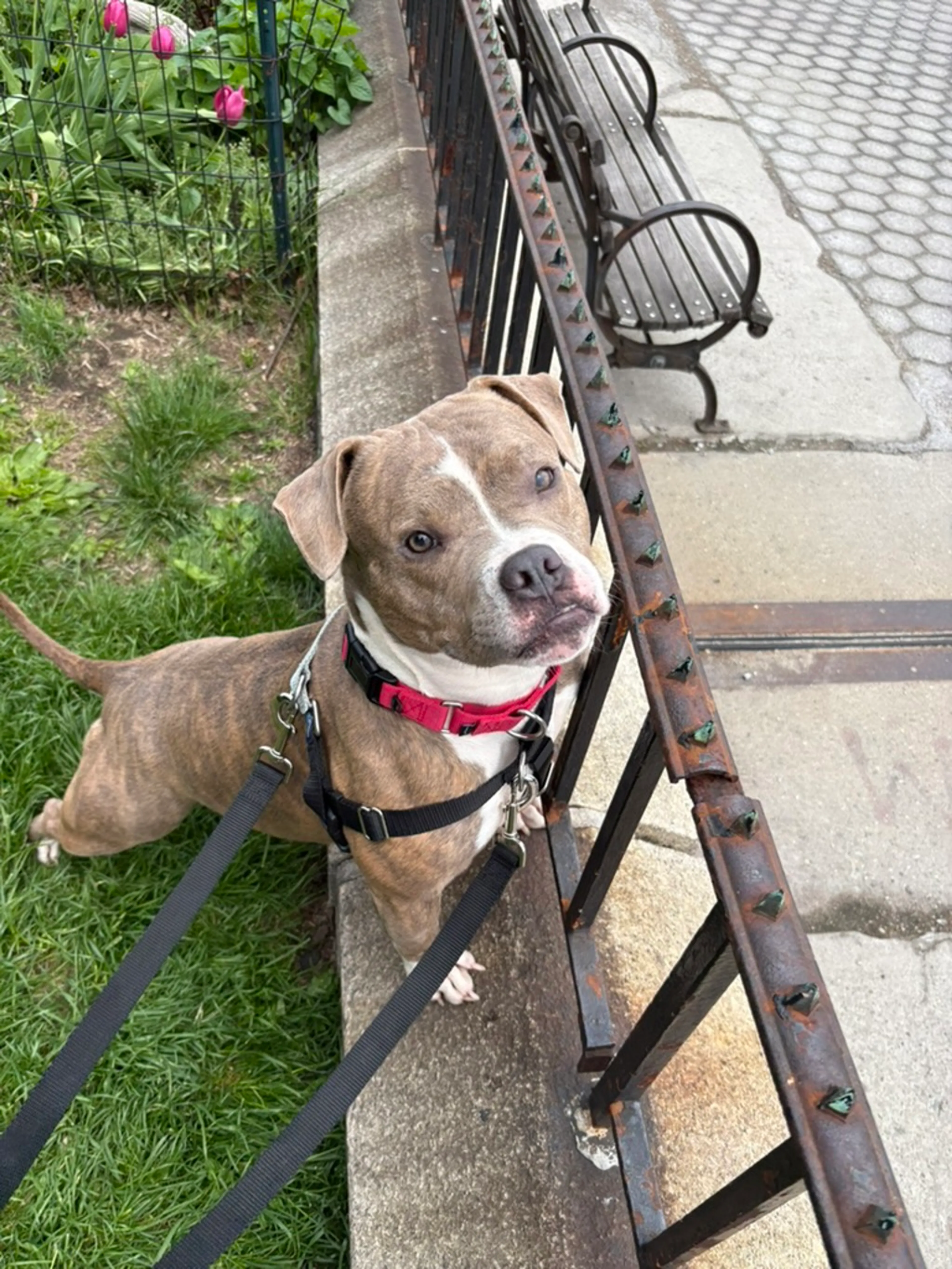 Found pet-6