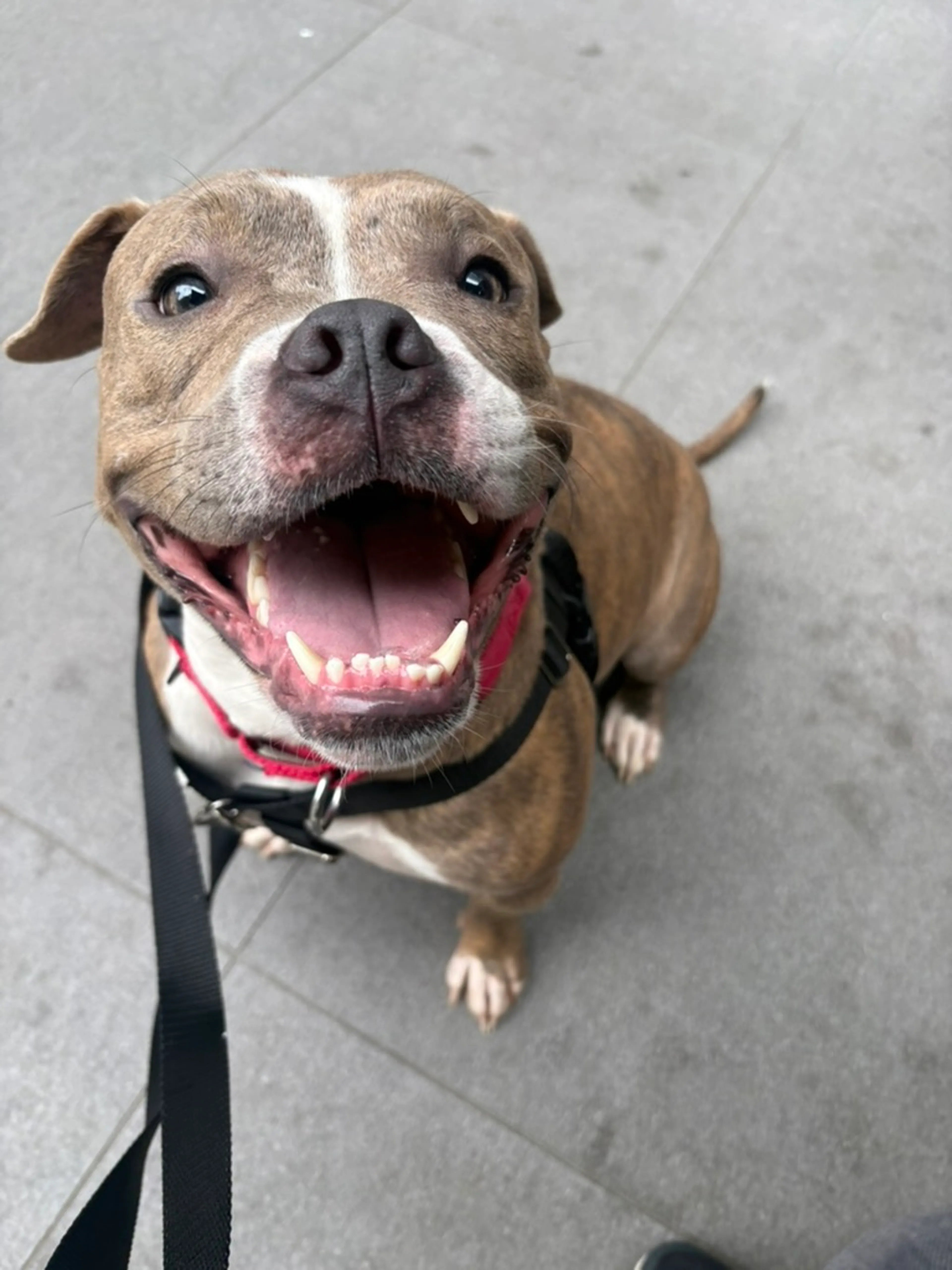 Found pet-11
