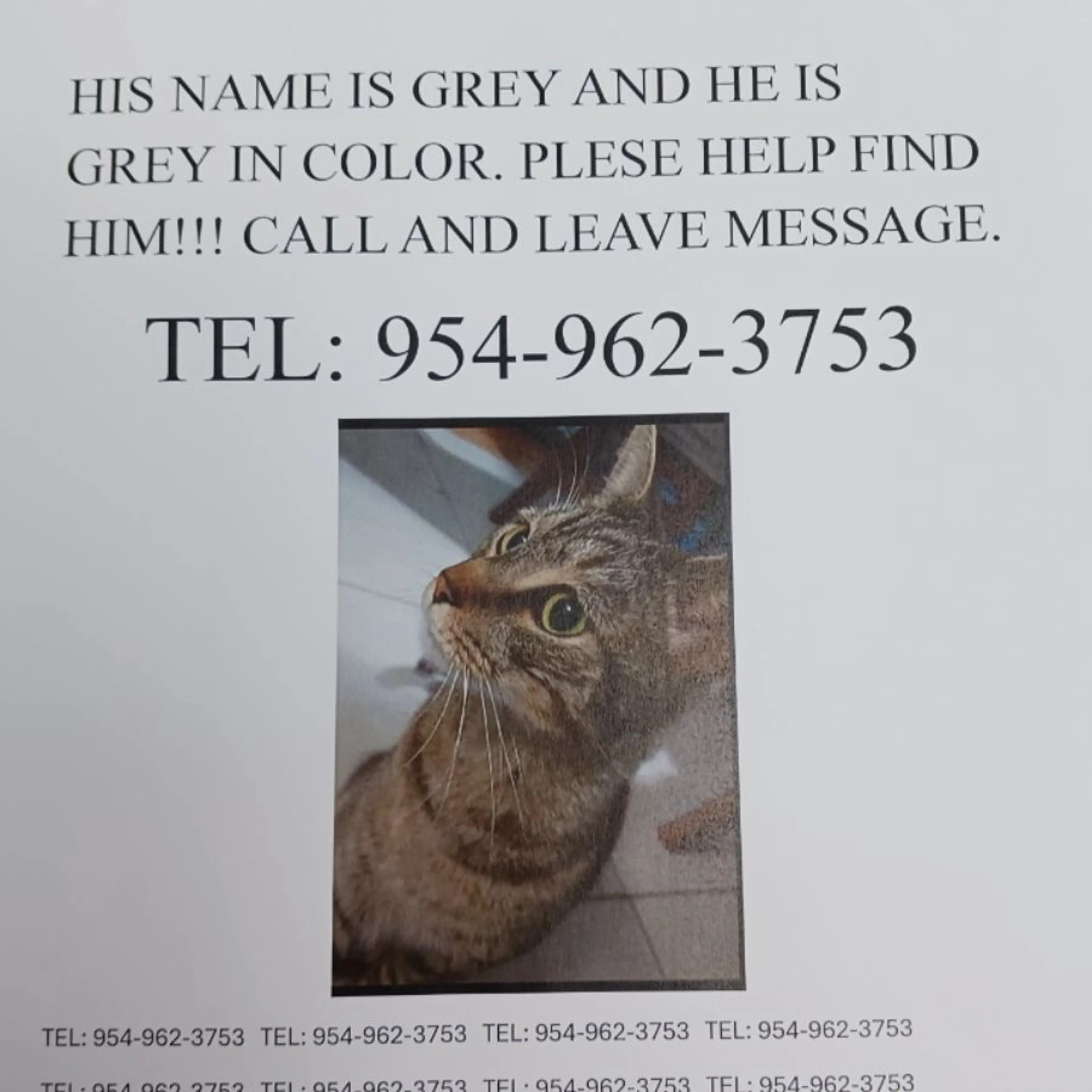 Lost pet