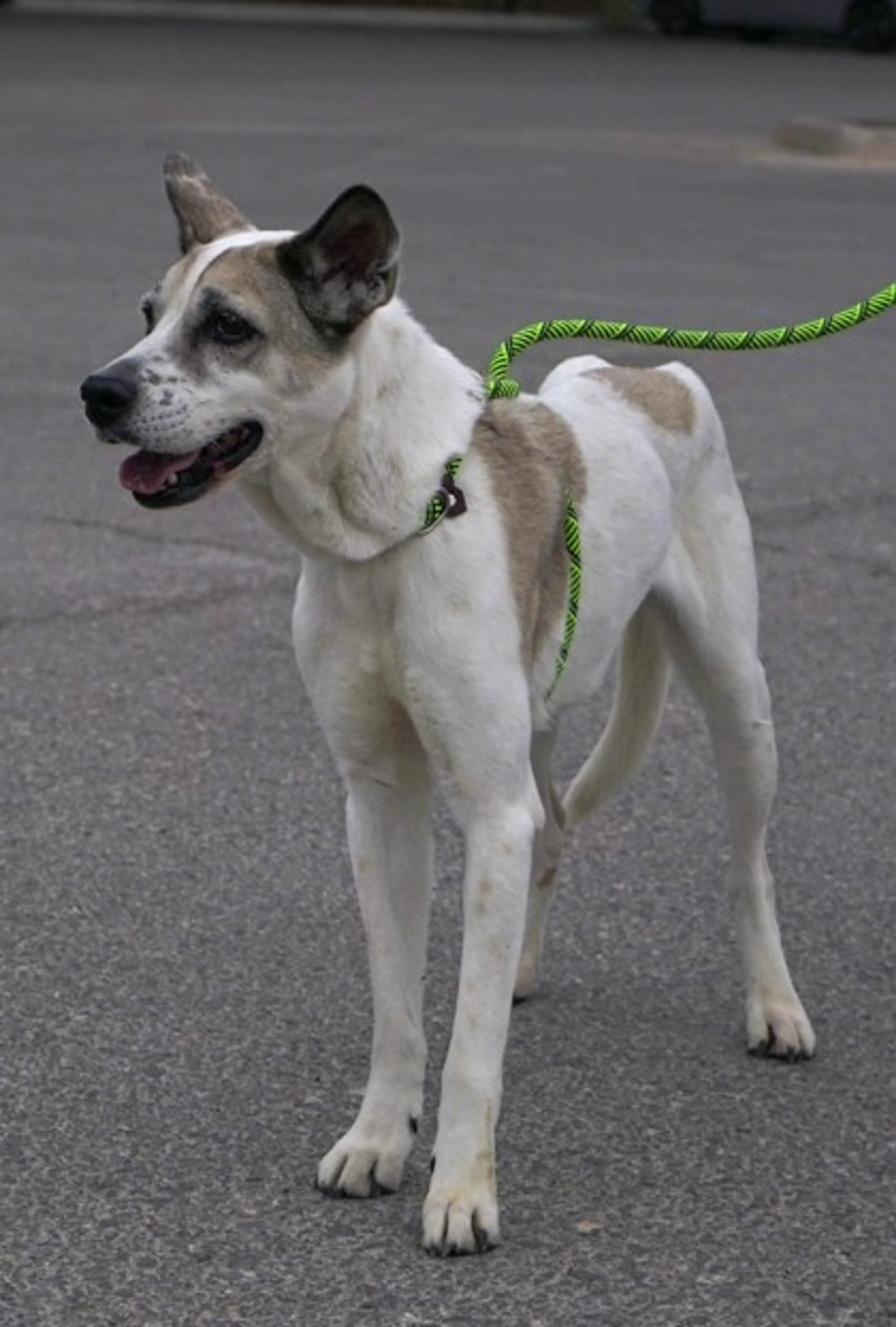 Found pet-1