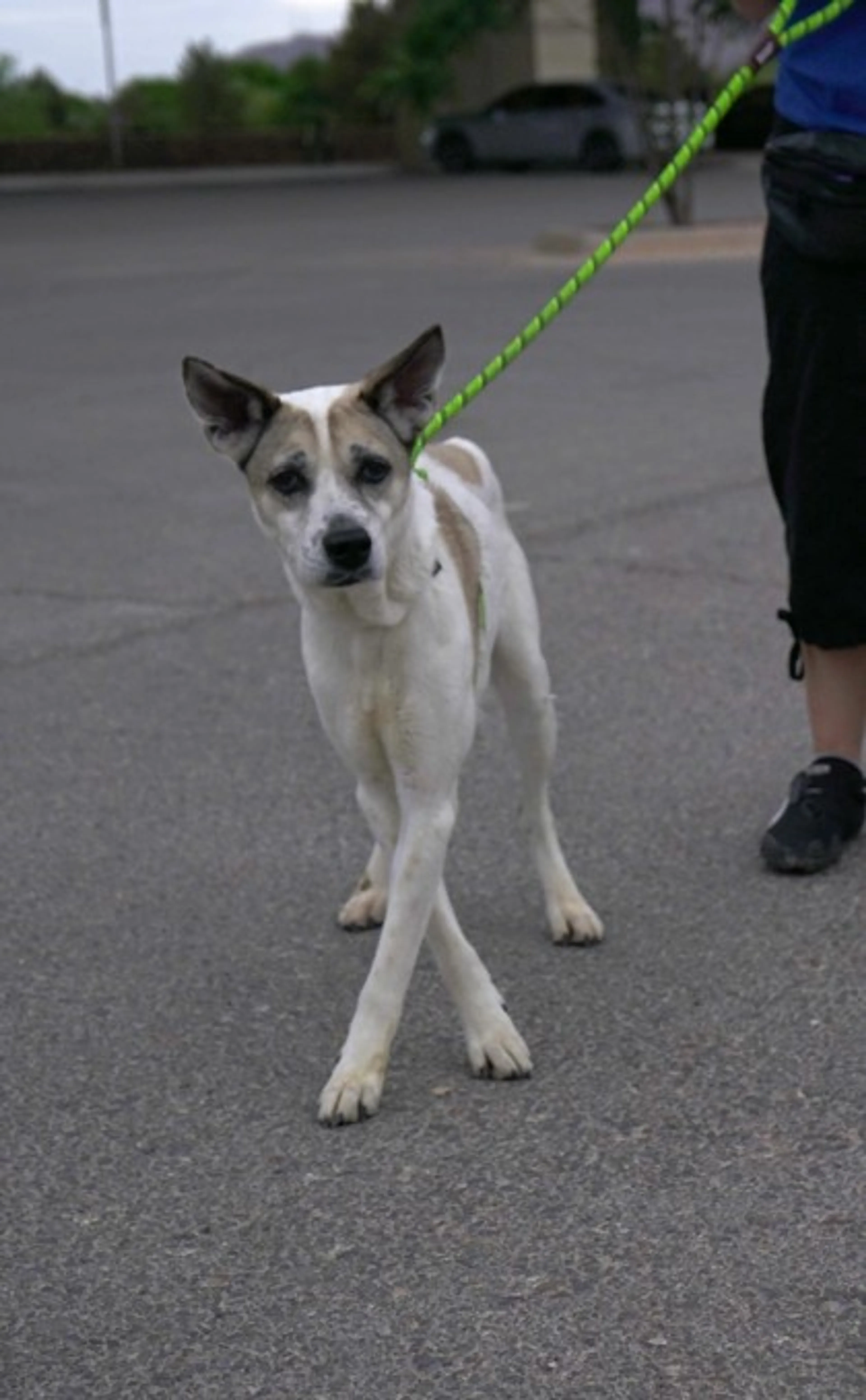 Found pet-2