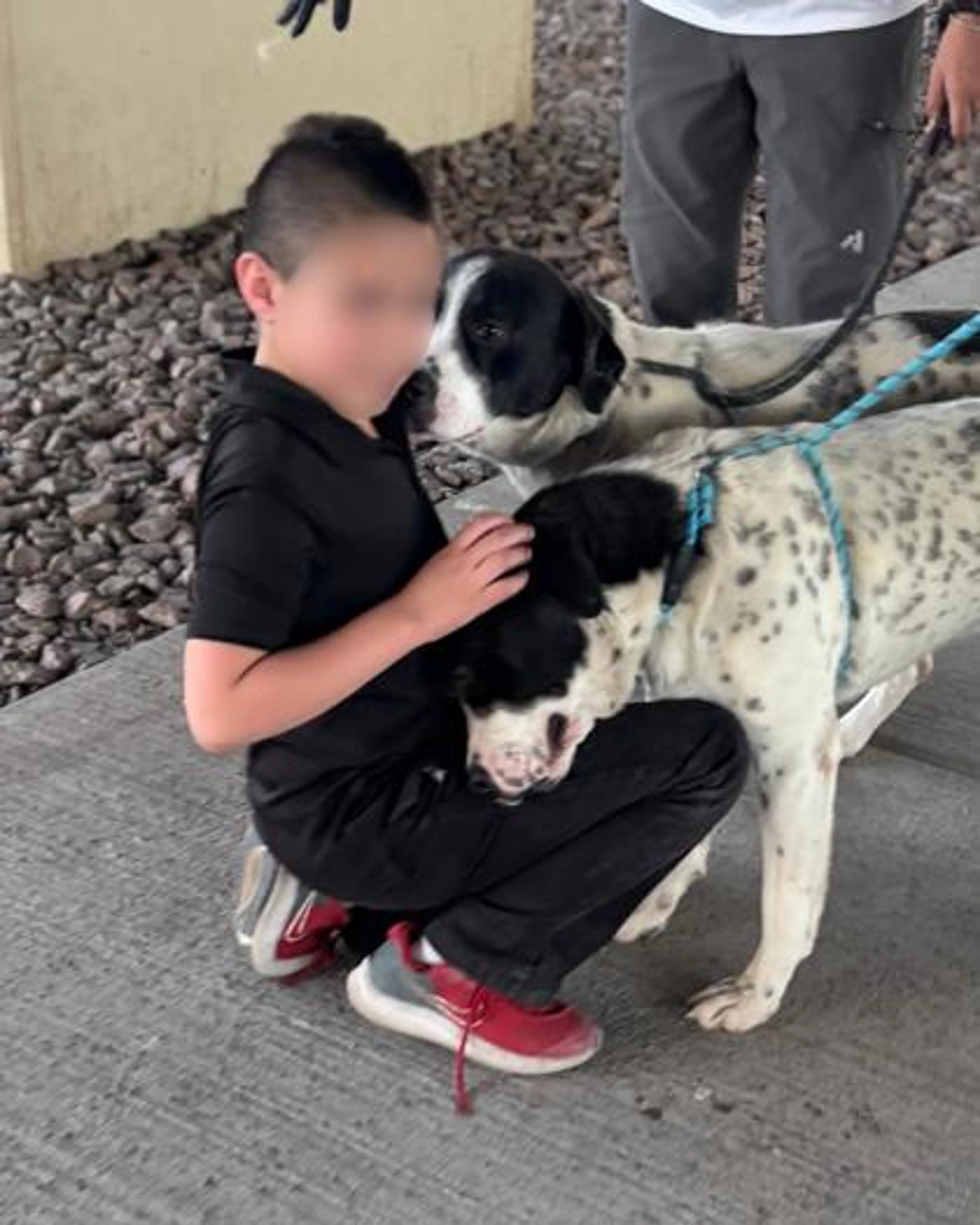 Found pet-1