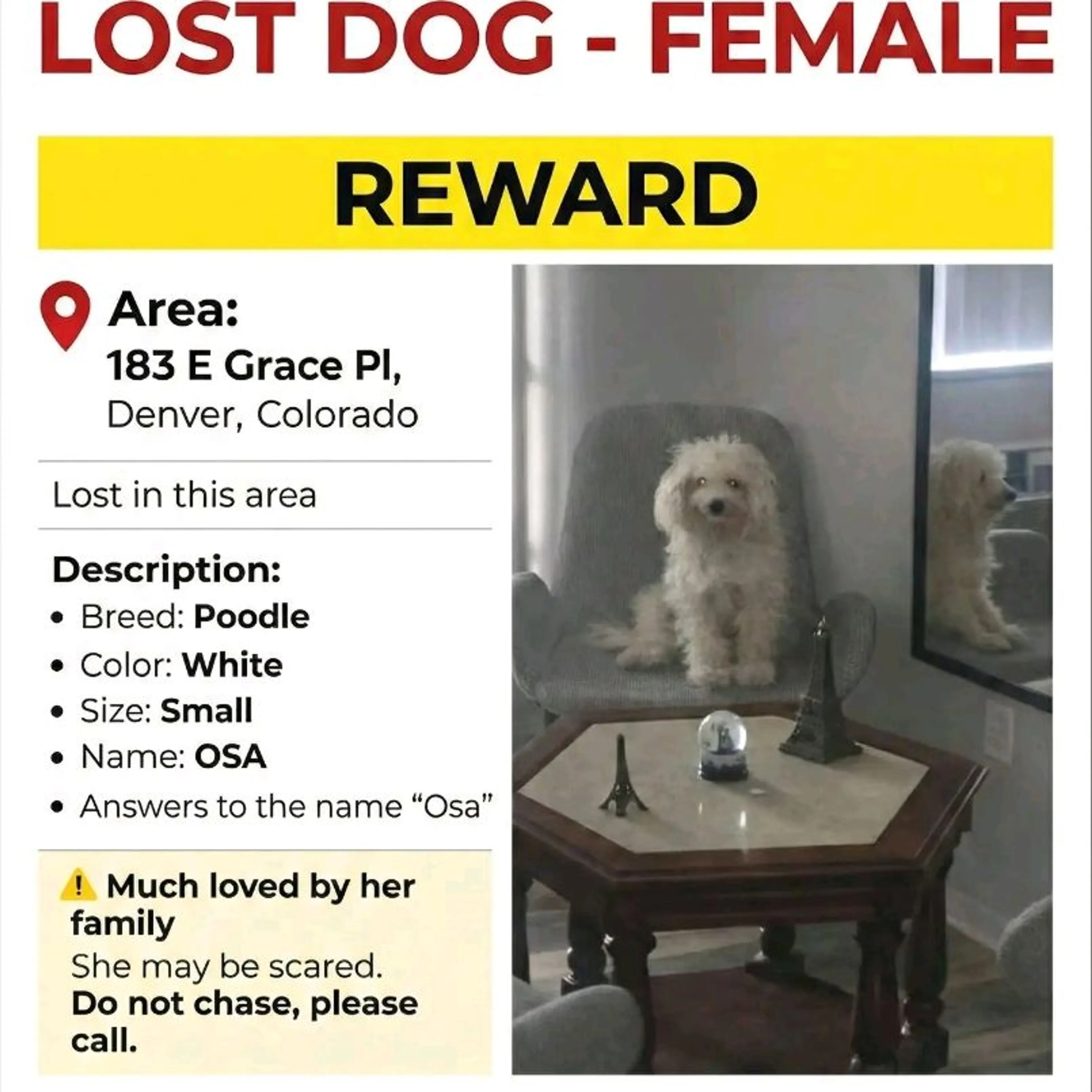 Lost pet