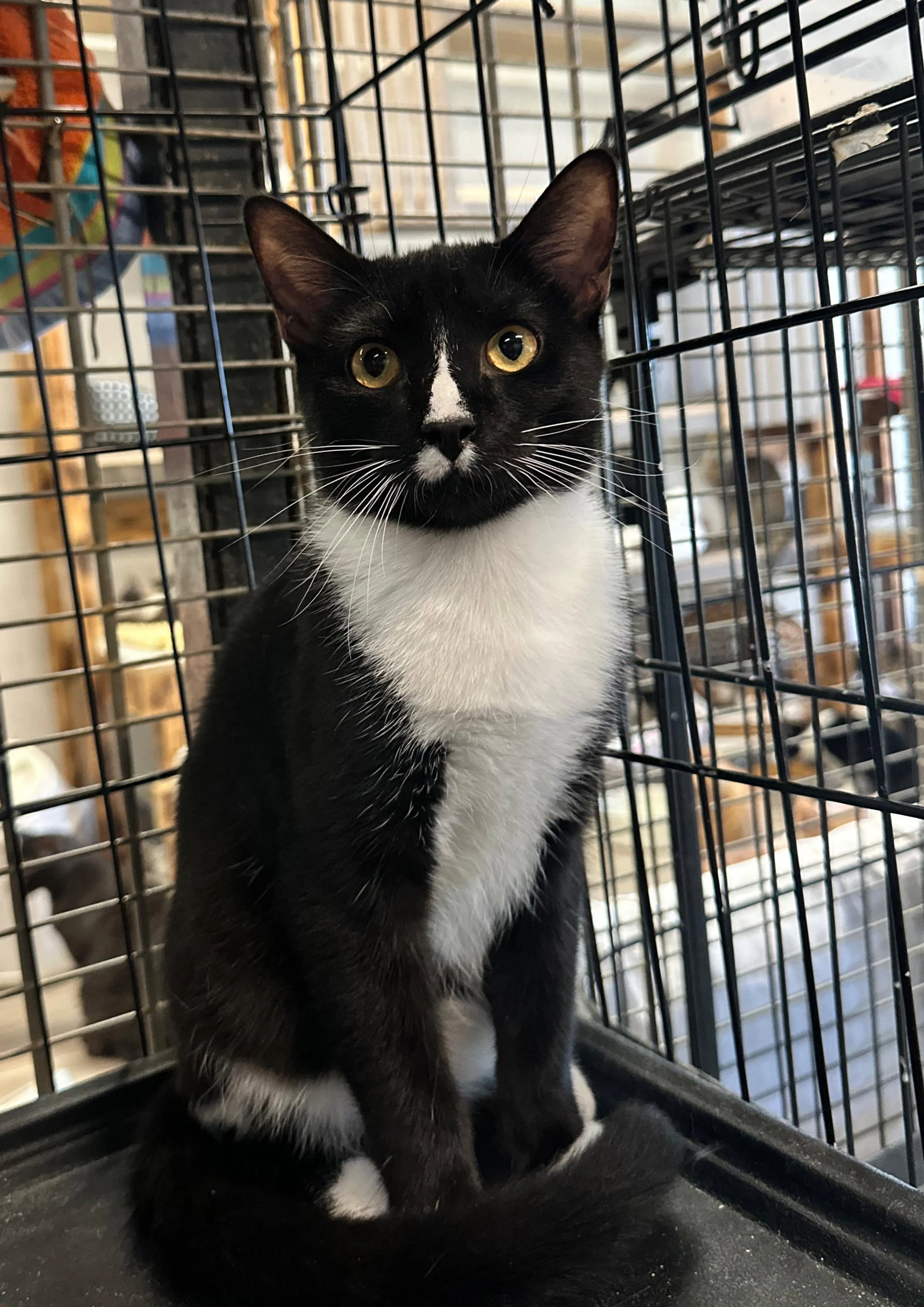 Found pet-2