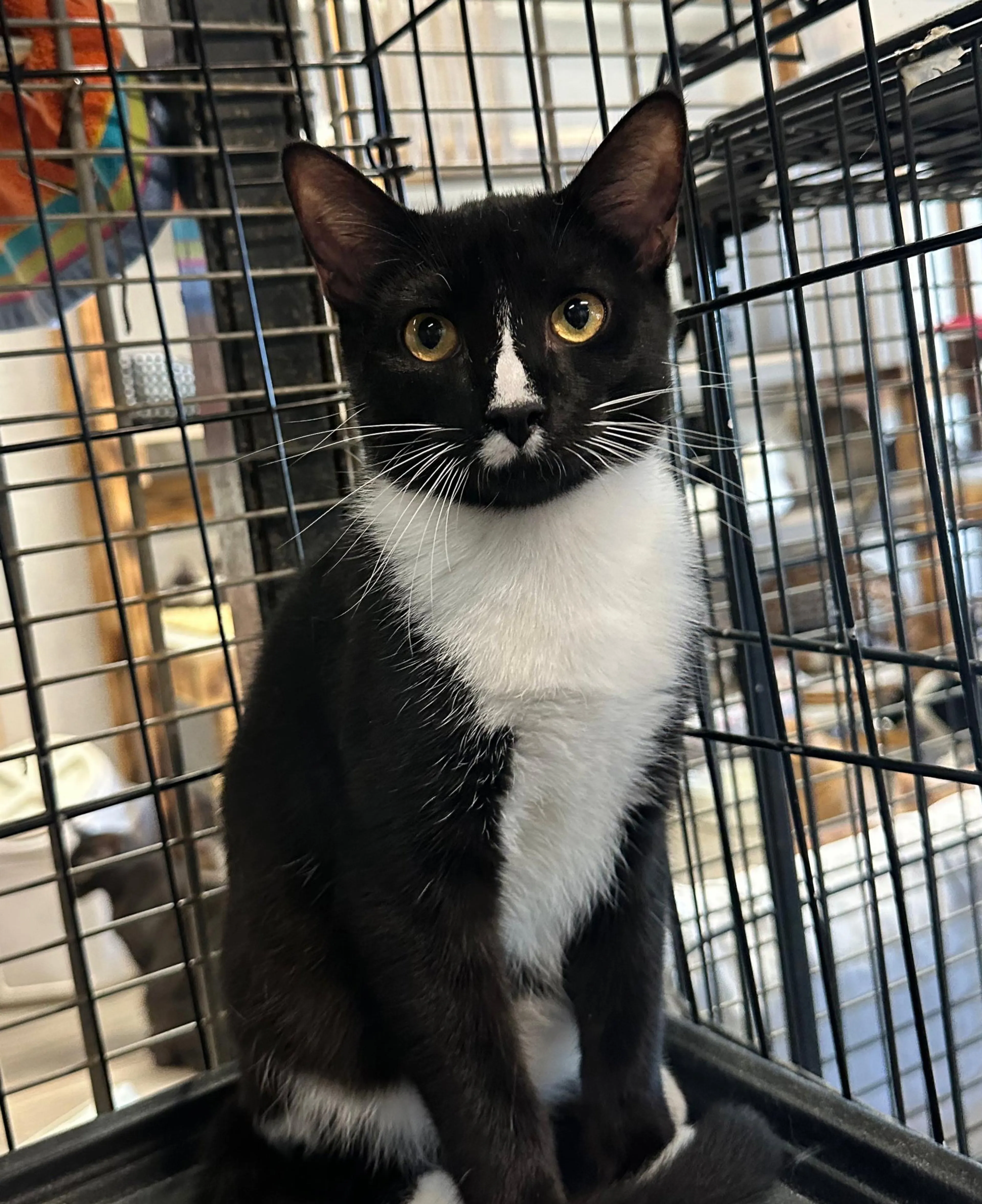 Found pet-3
