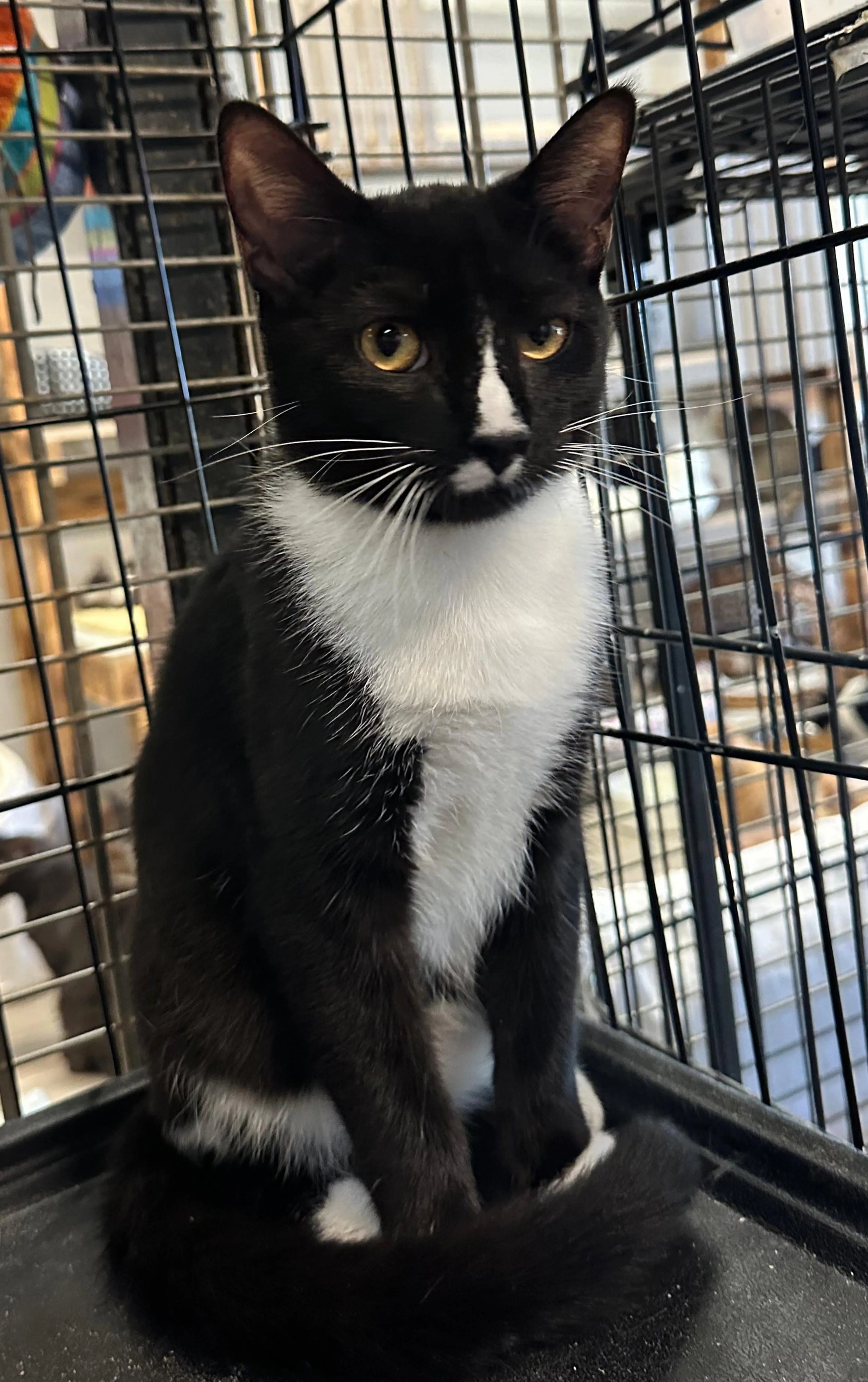 Found pet-1
