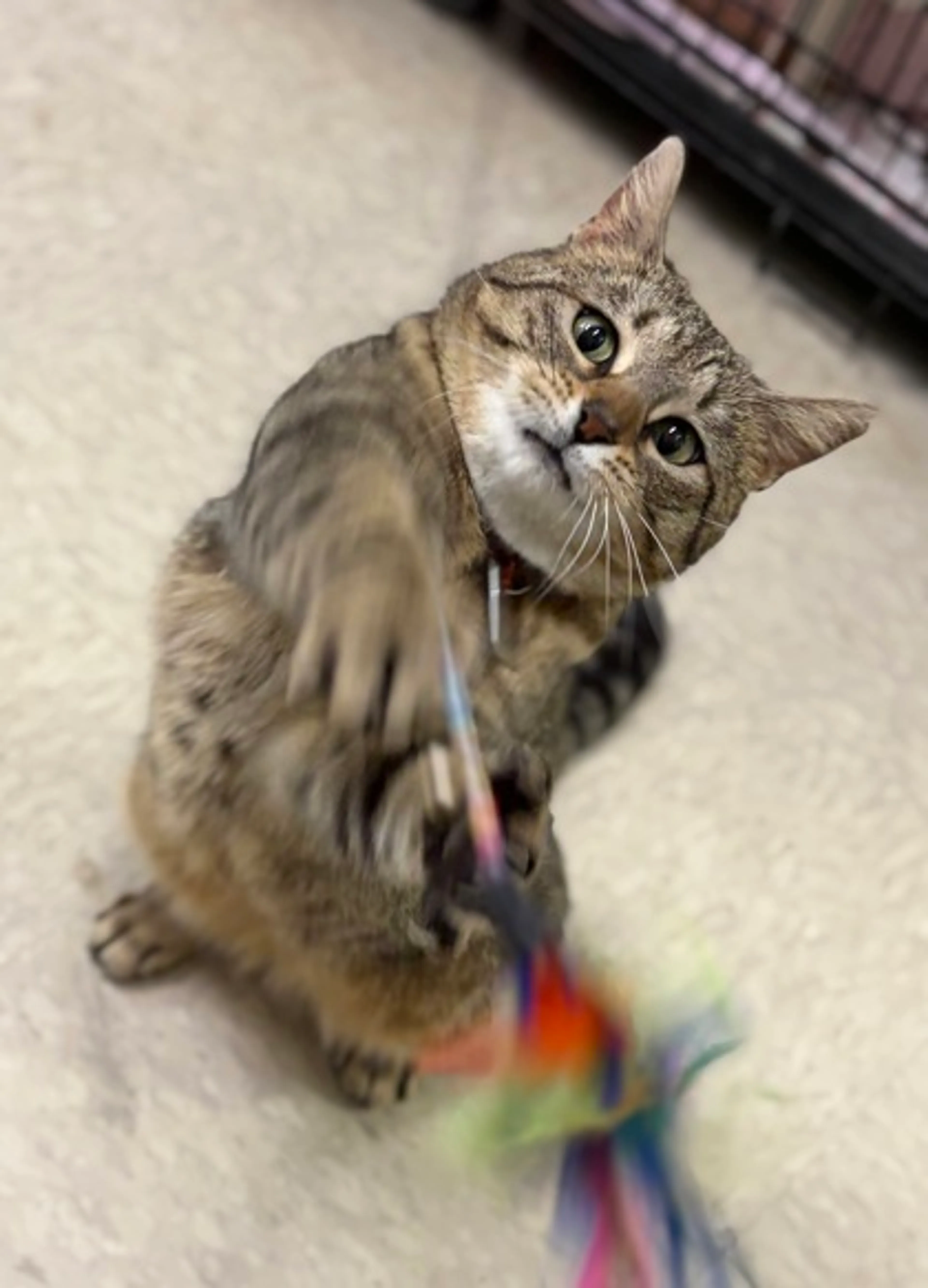 Found pet-2