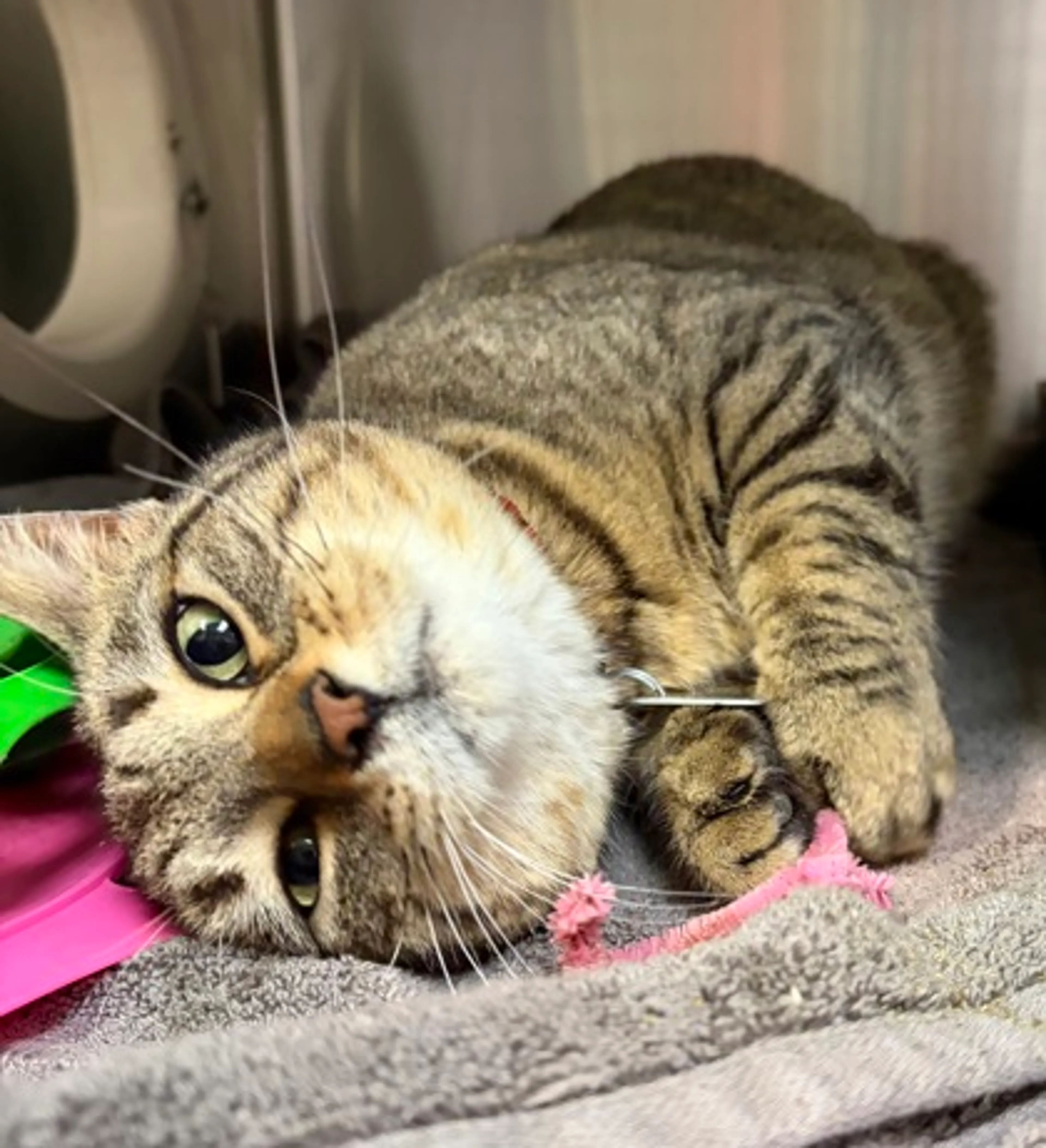 Found pet-1