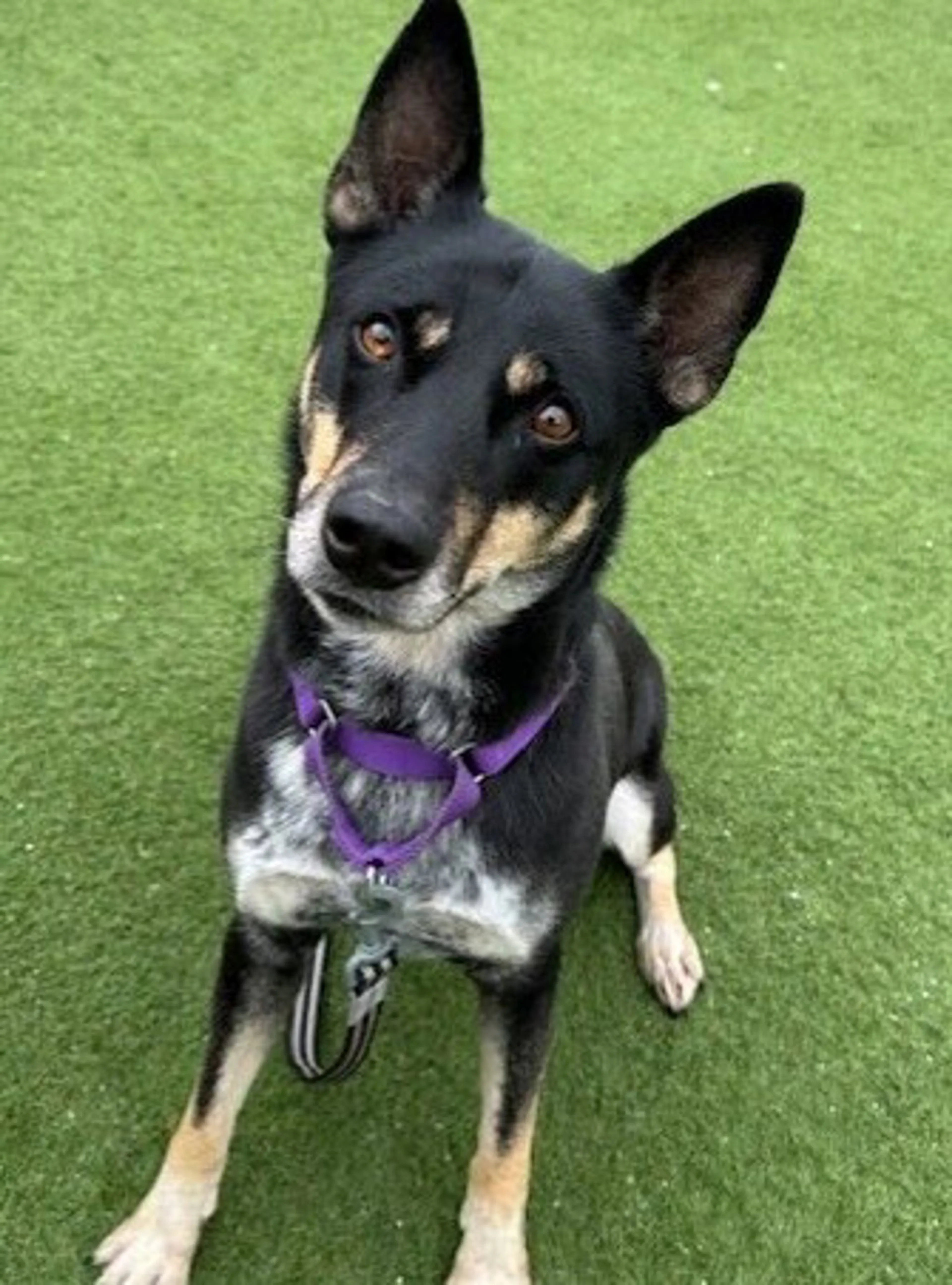 cdn image