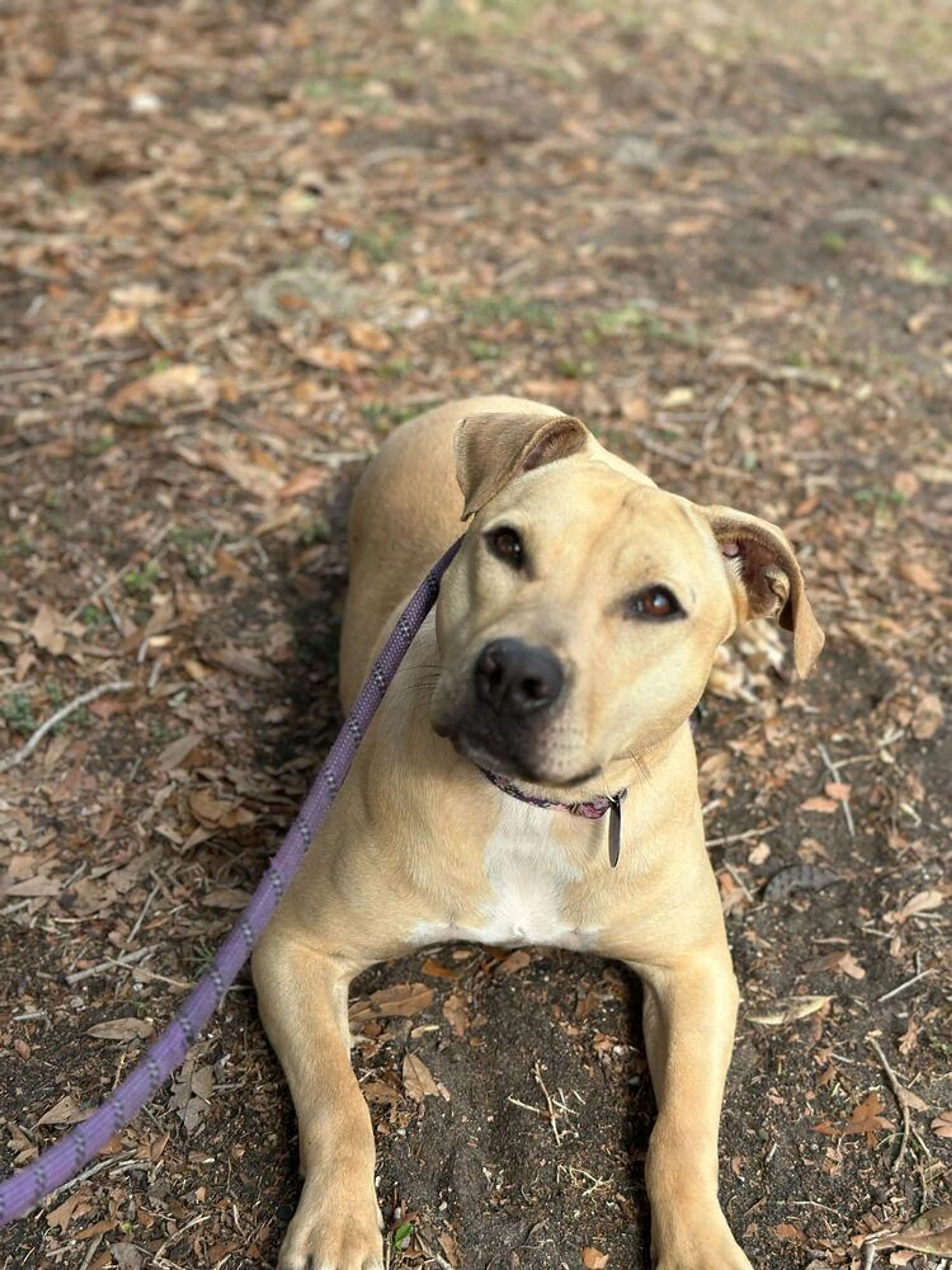 Found pet-4