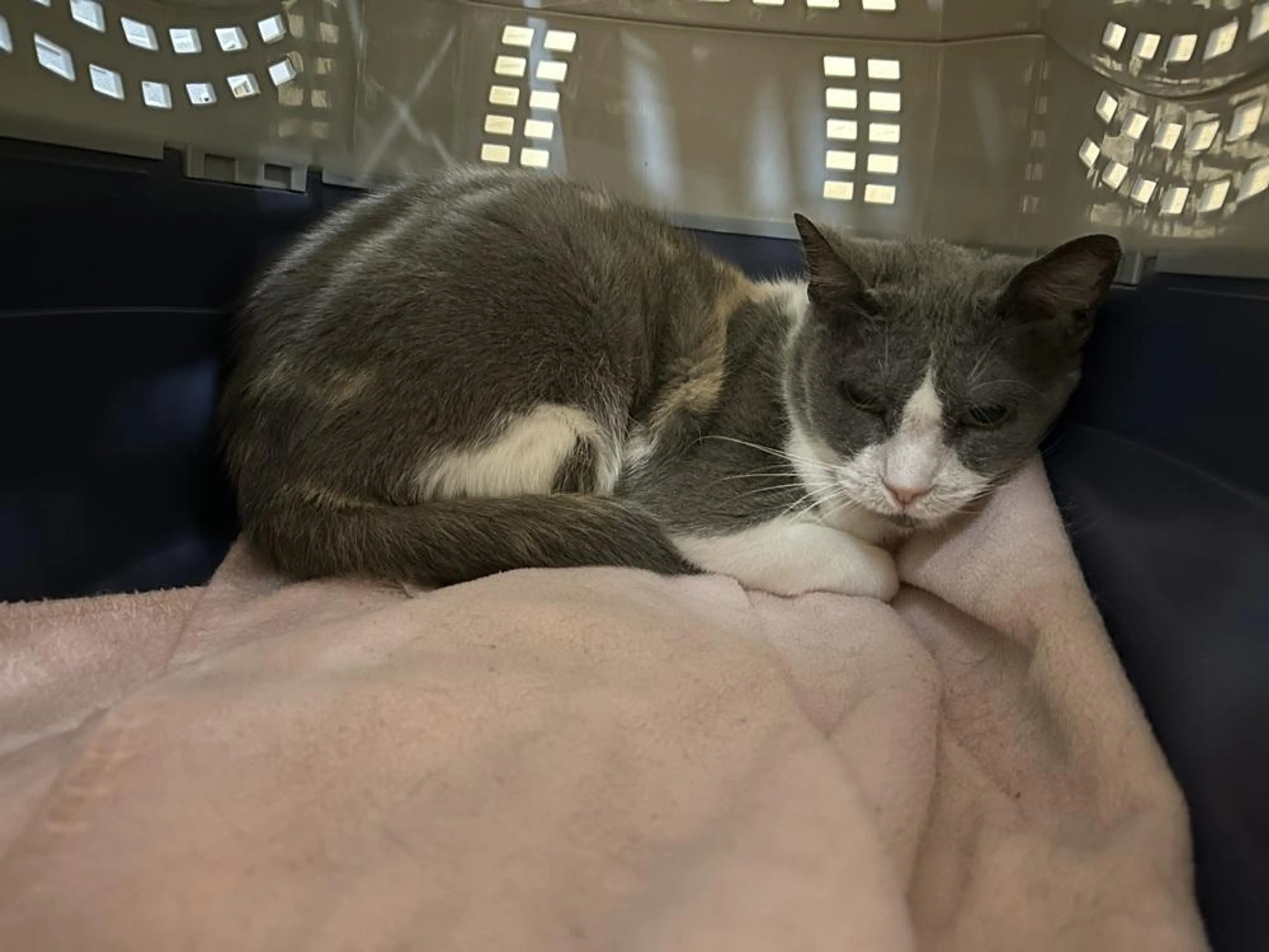 Found pet-1