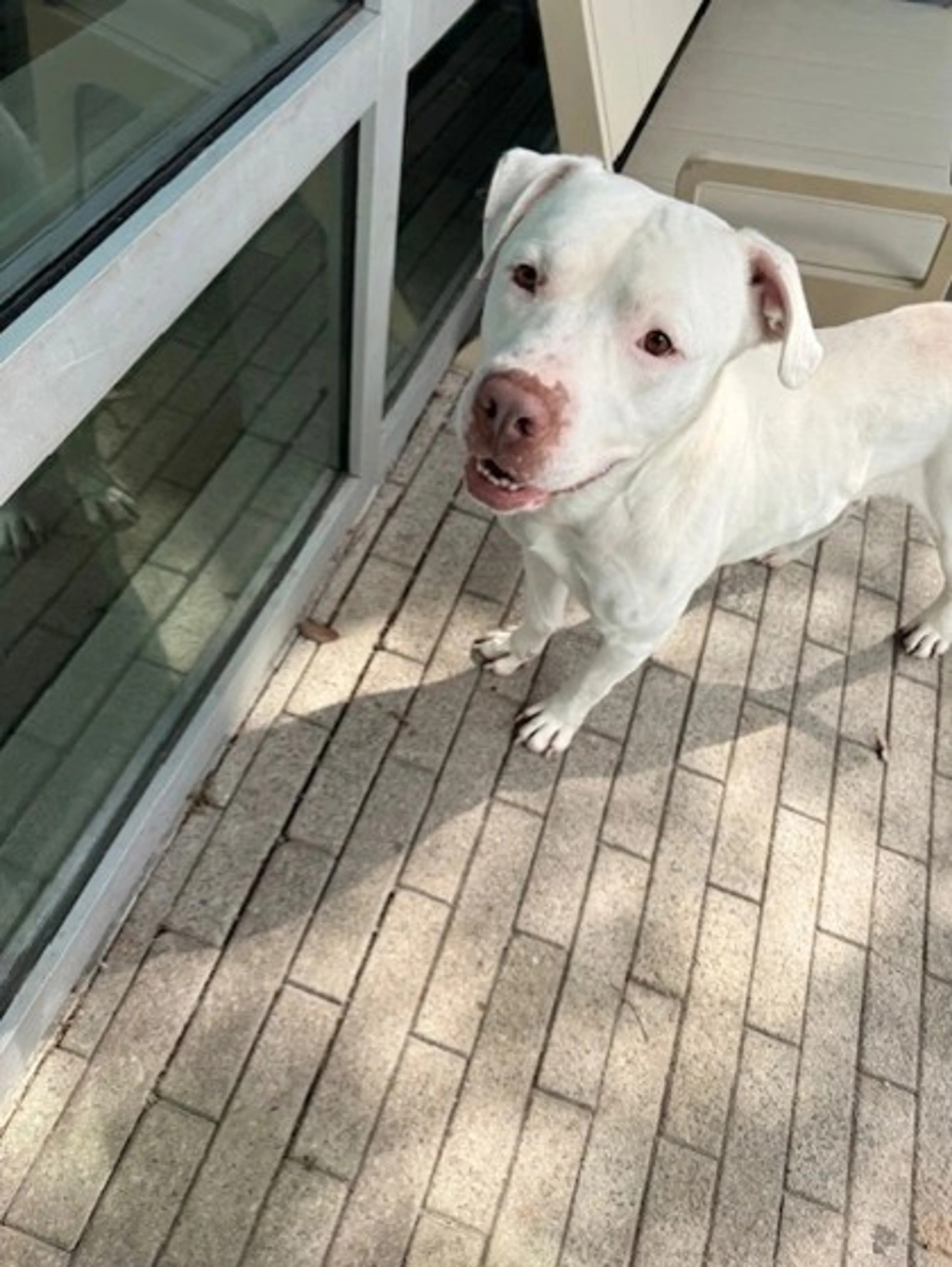 Found pet-1