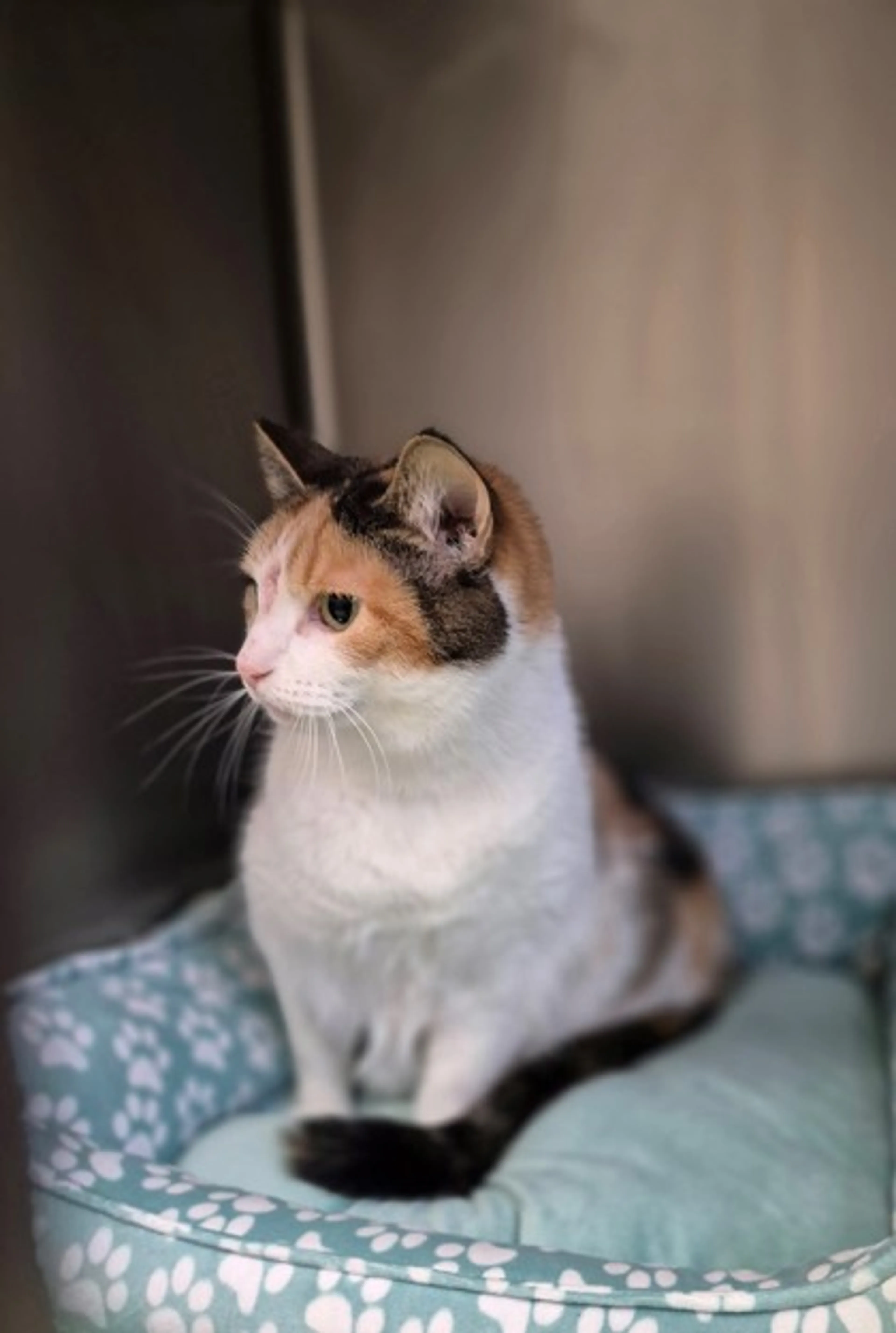 Found pet-1