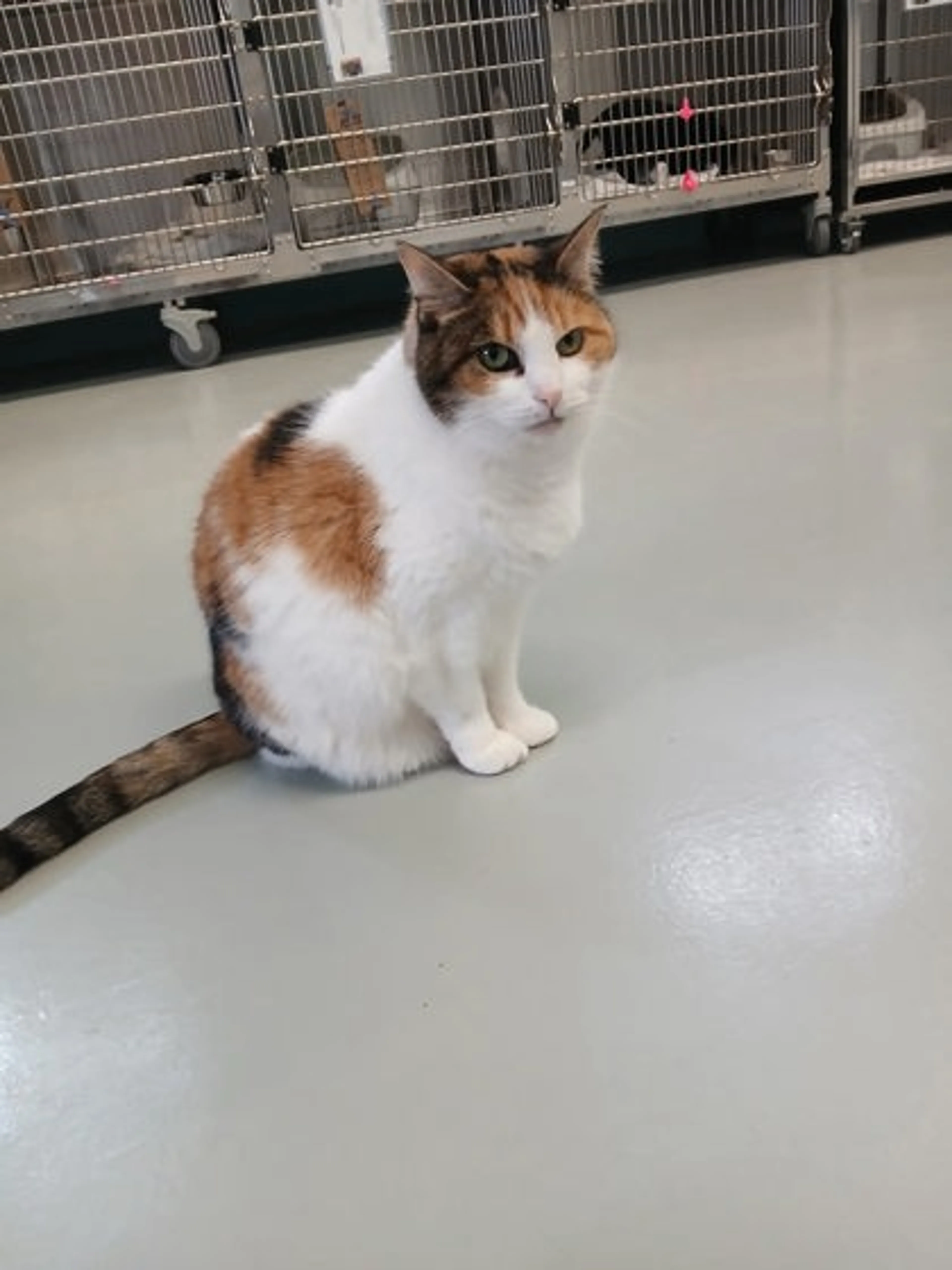 Found pet-0