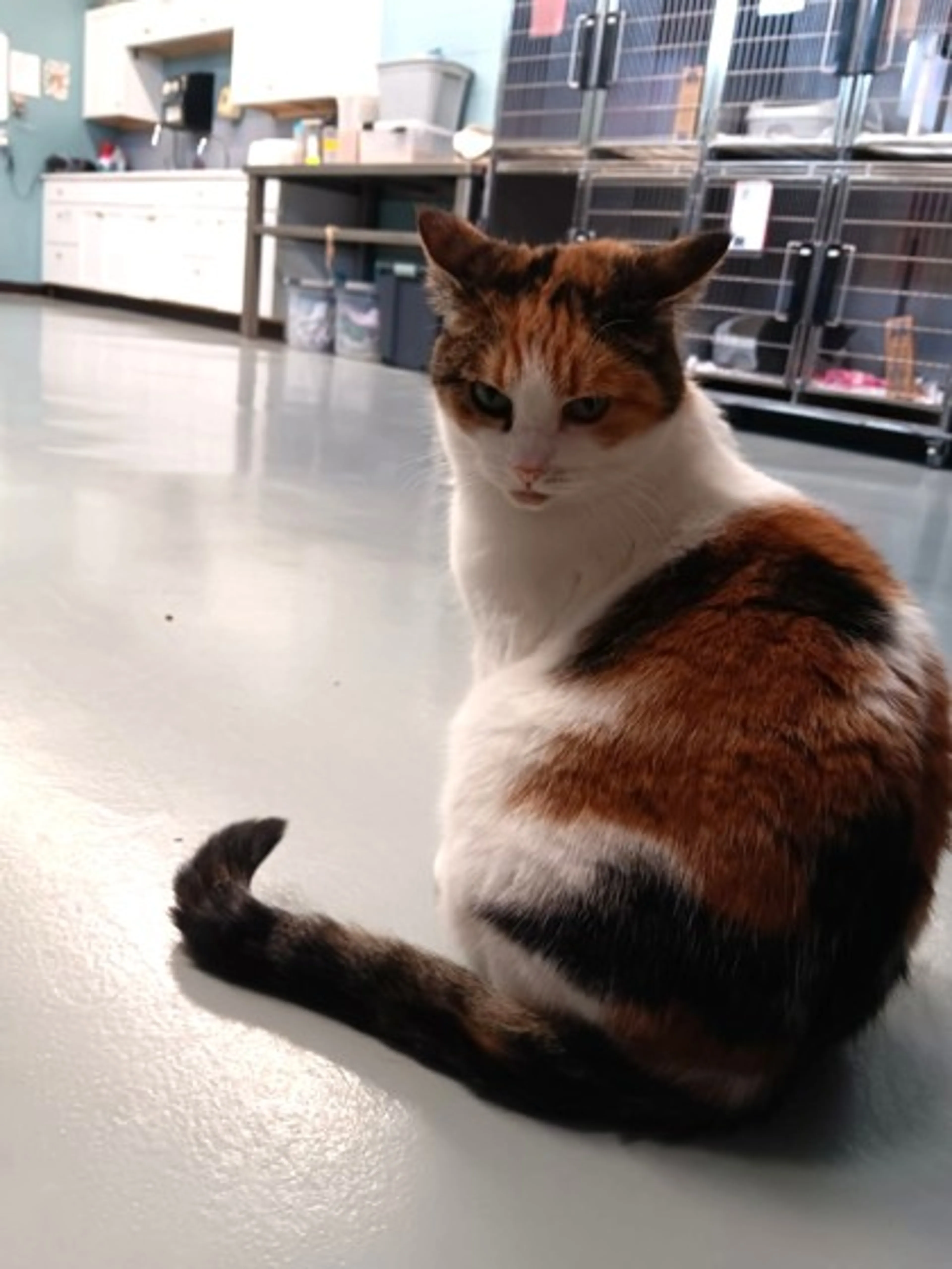Found pet-2