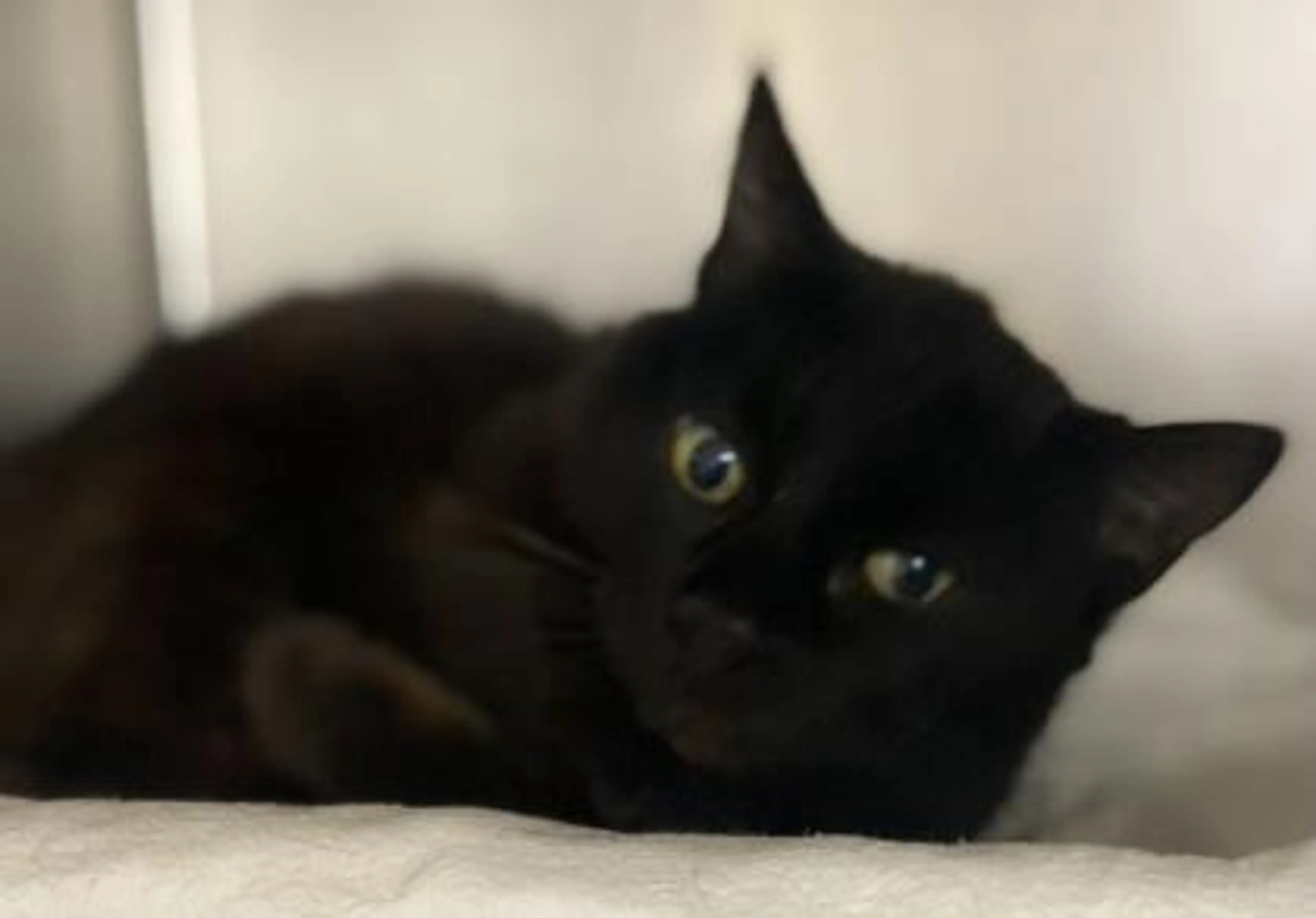 Found pet-1