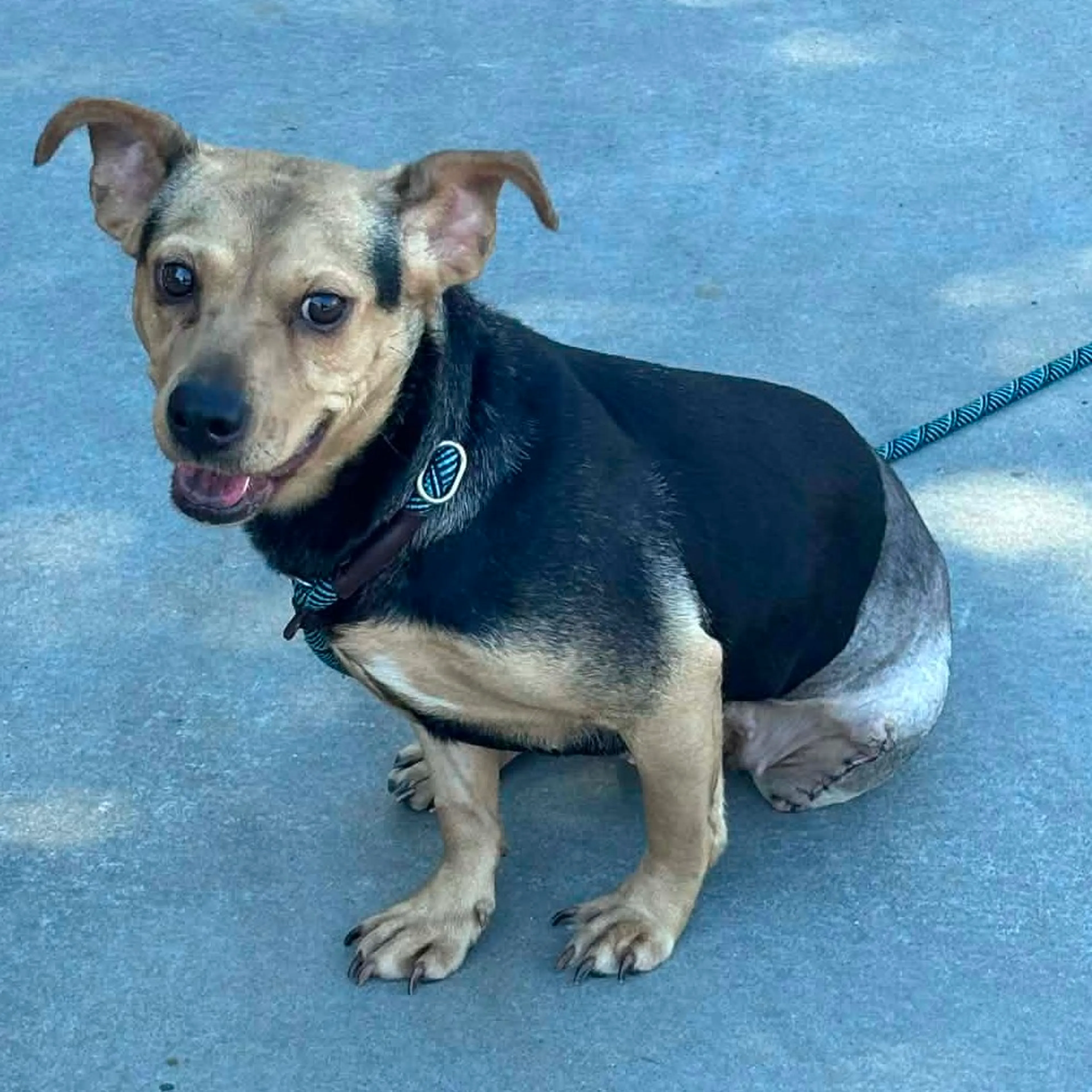 Found pet-11