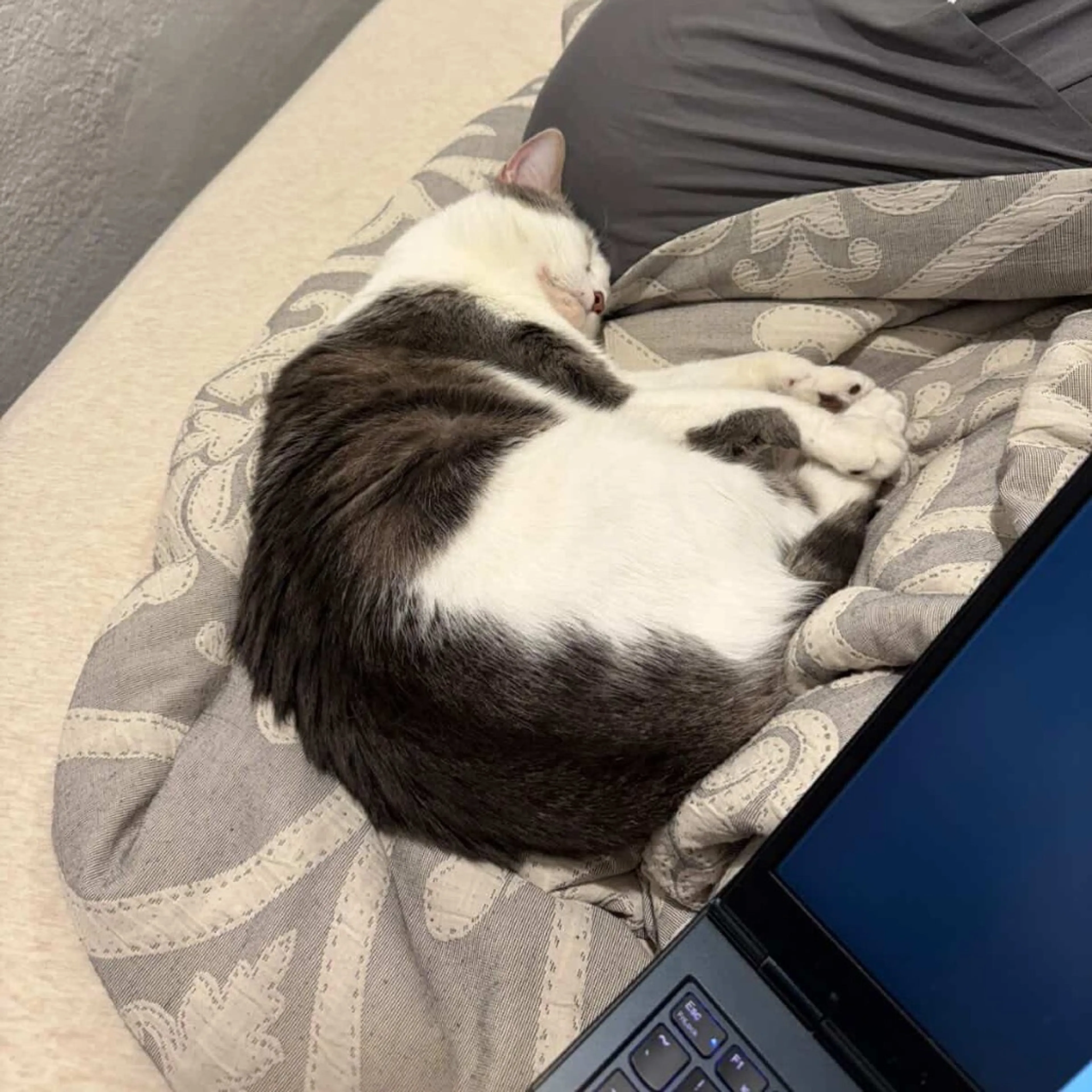 Found pet-26