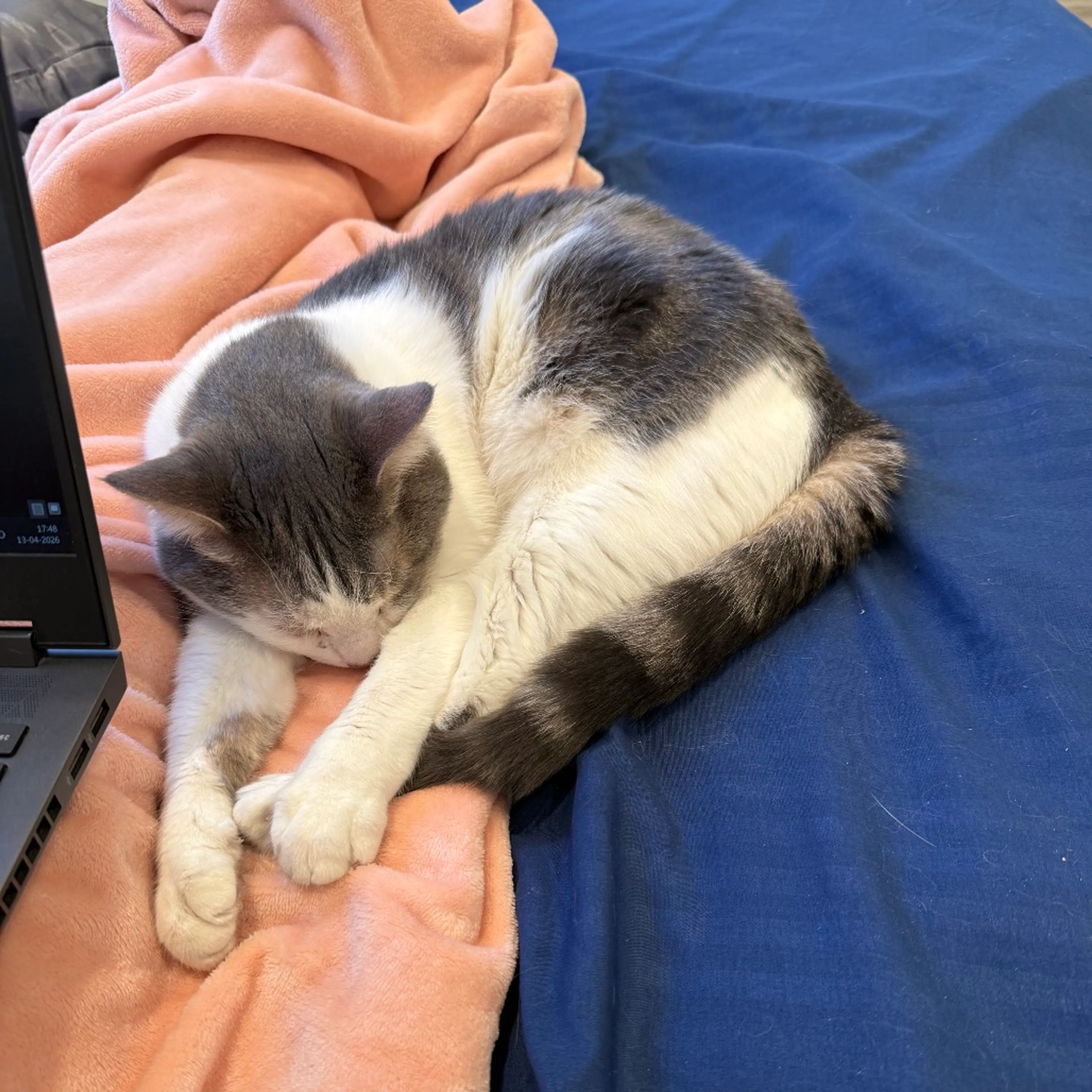 Found pet-29