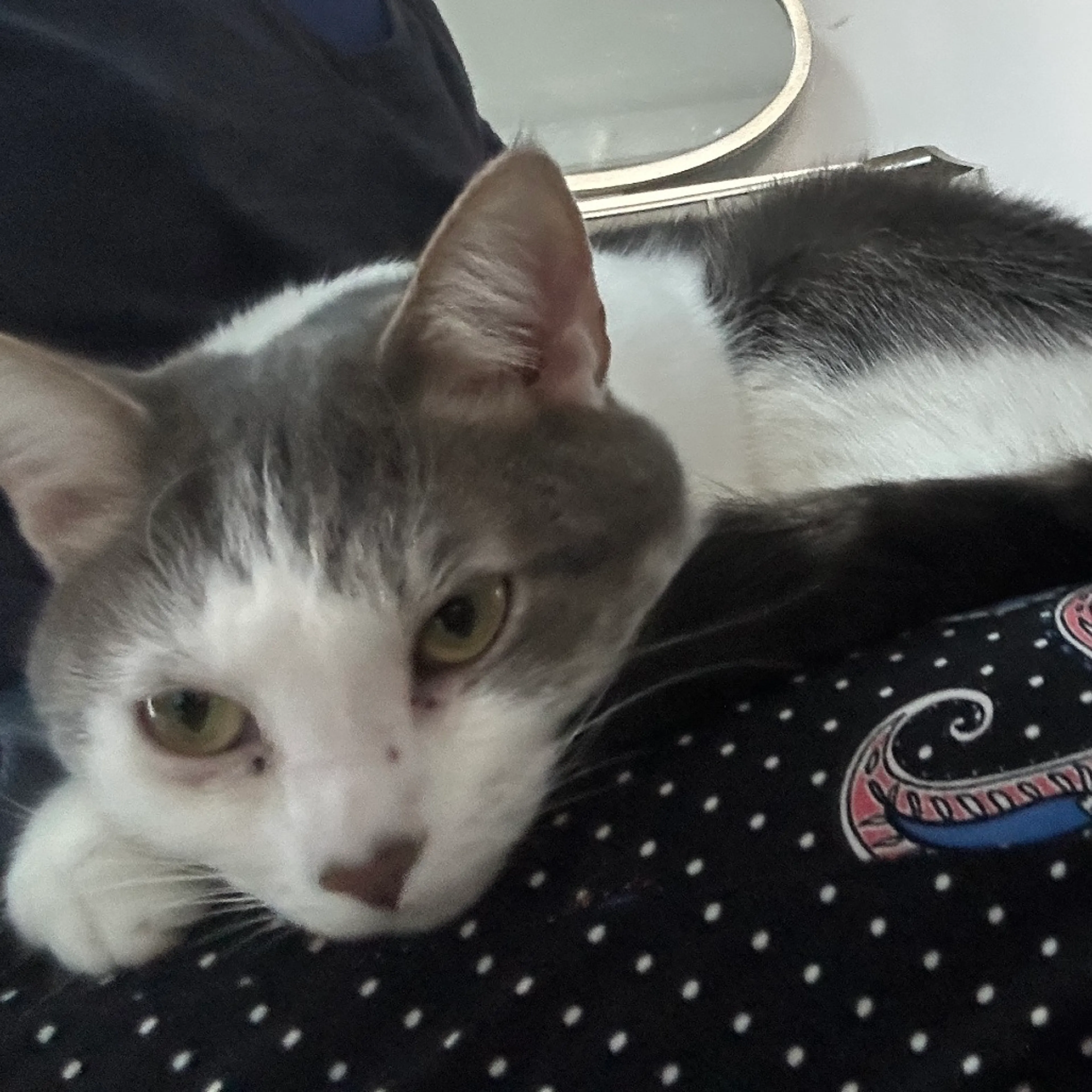 Found pet-7
