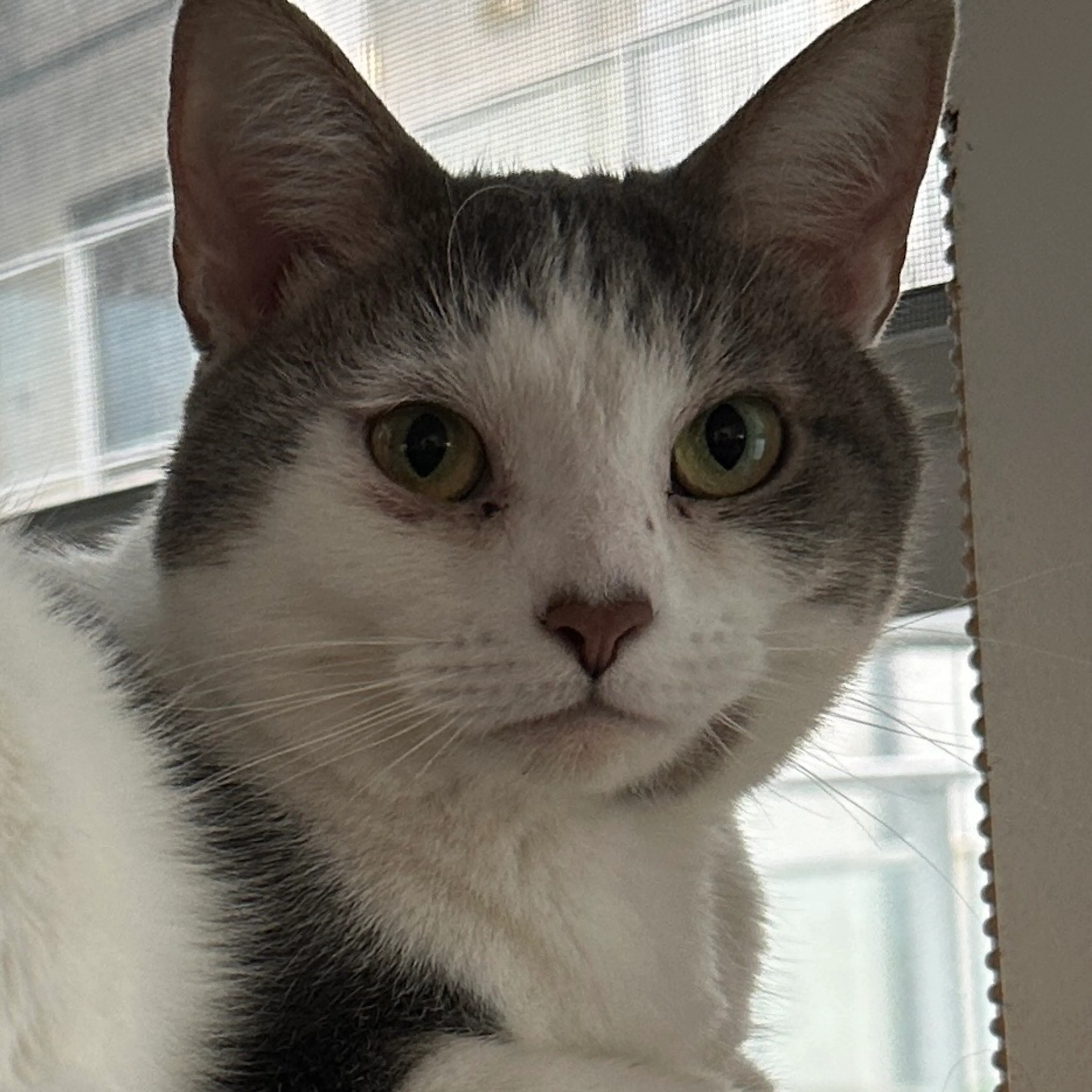 Found pet-5