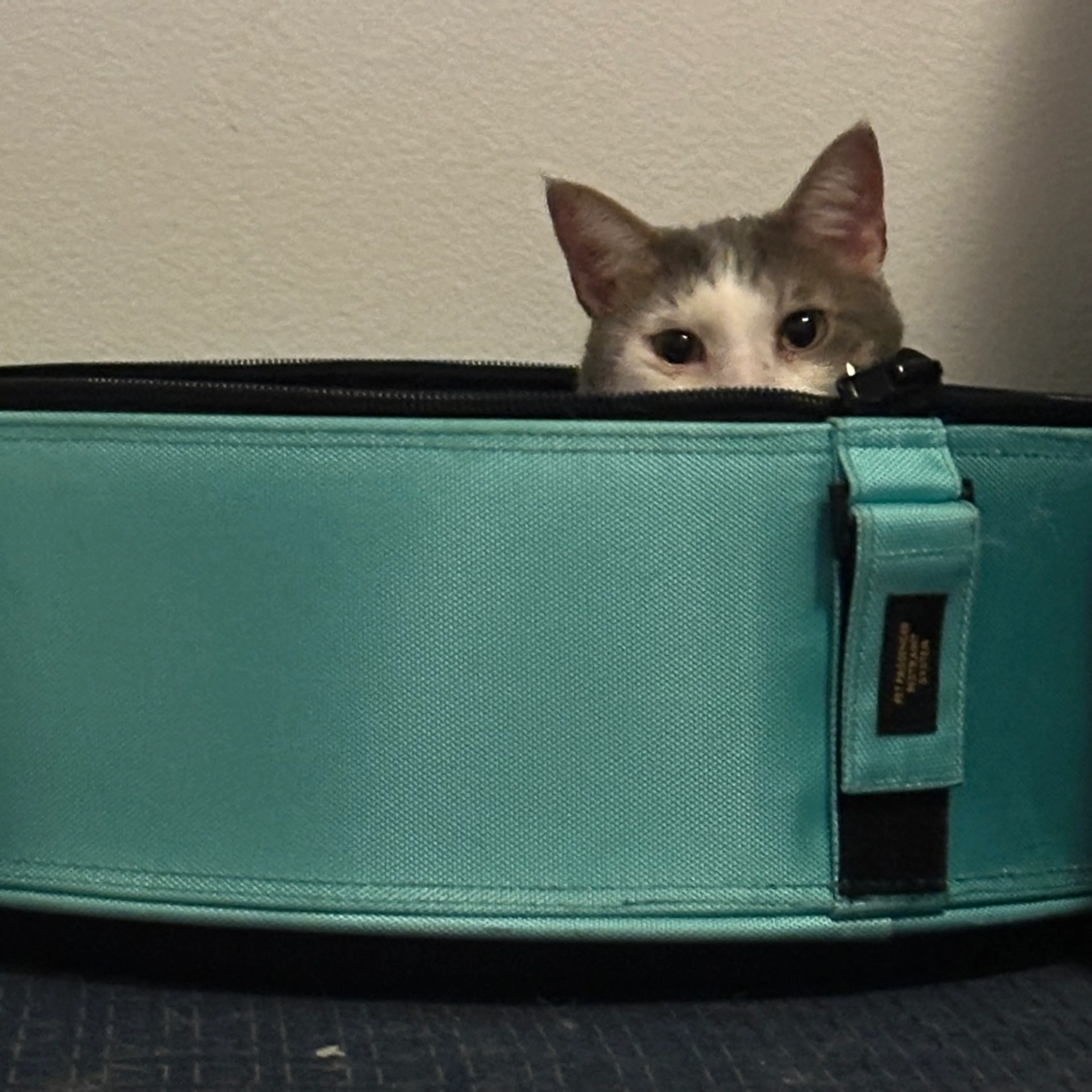 Found pet-12