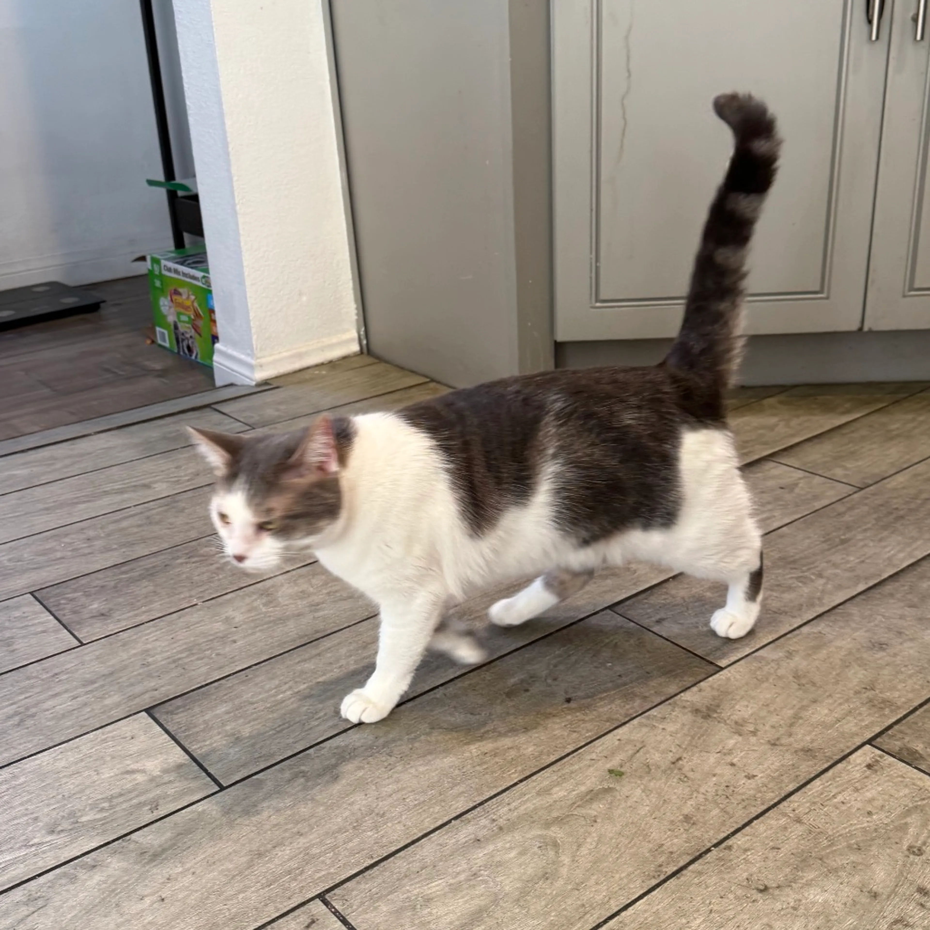 Found pet-34