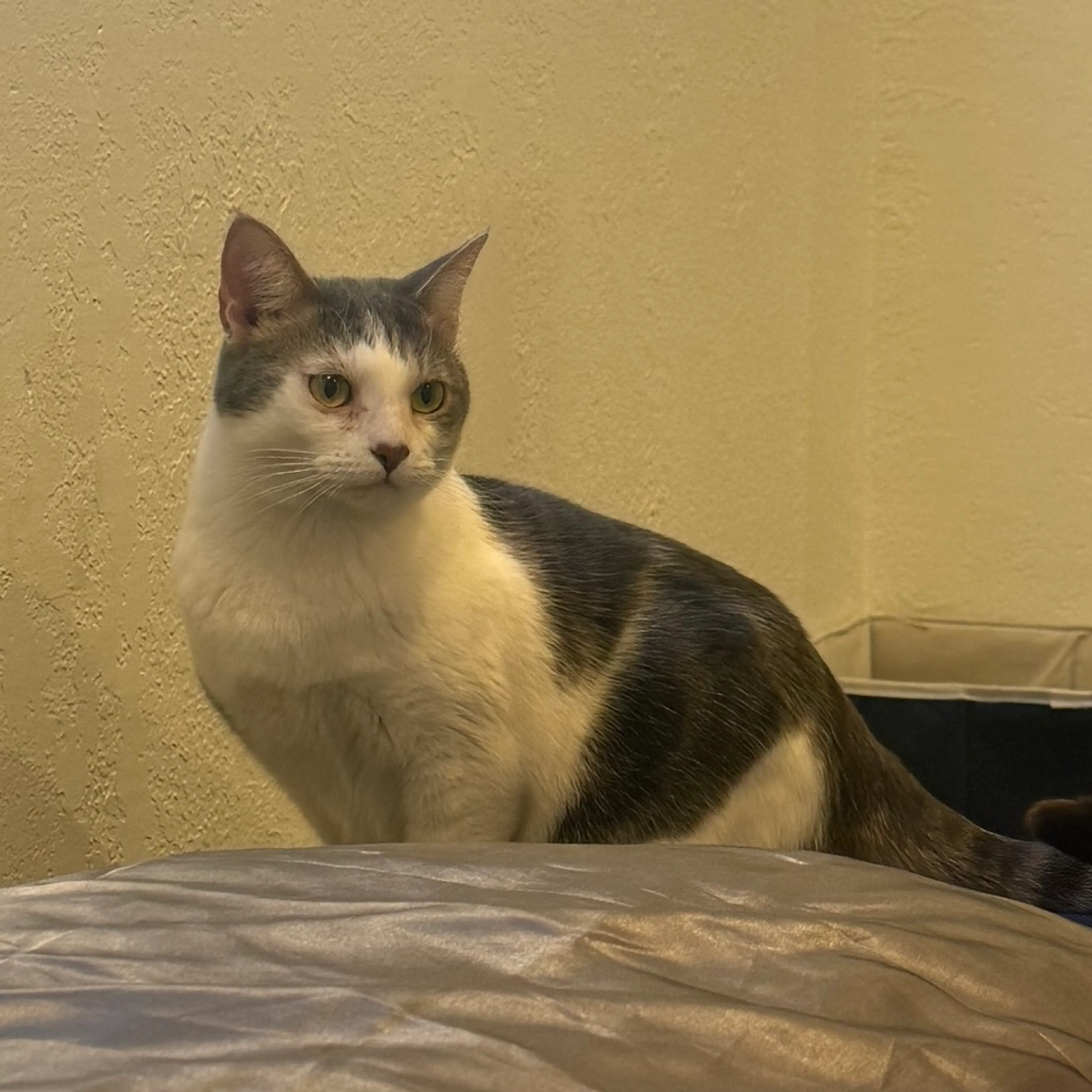 Found pet-32