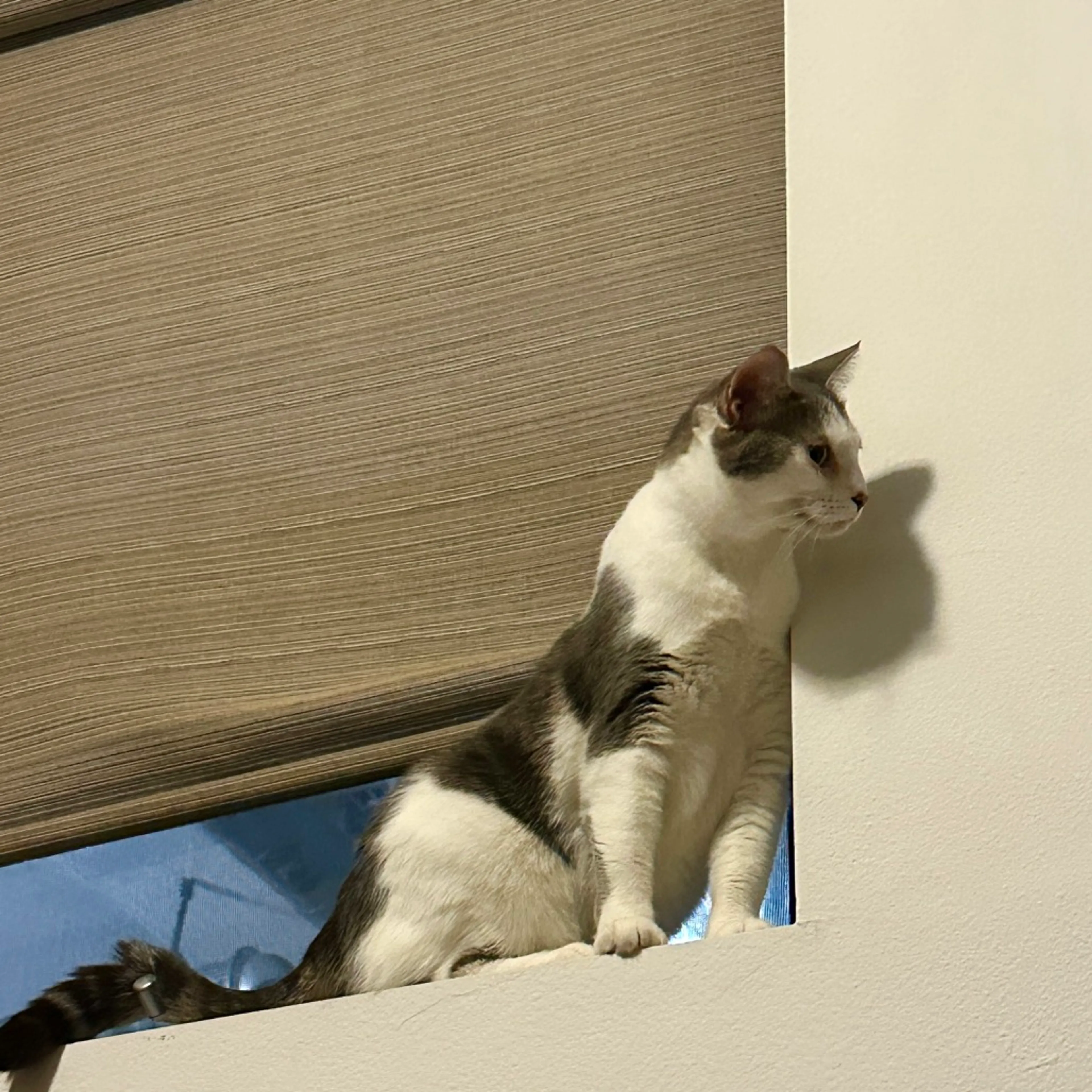 Found pet-11
