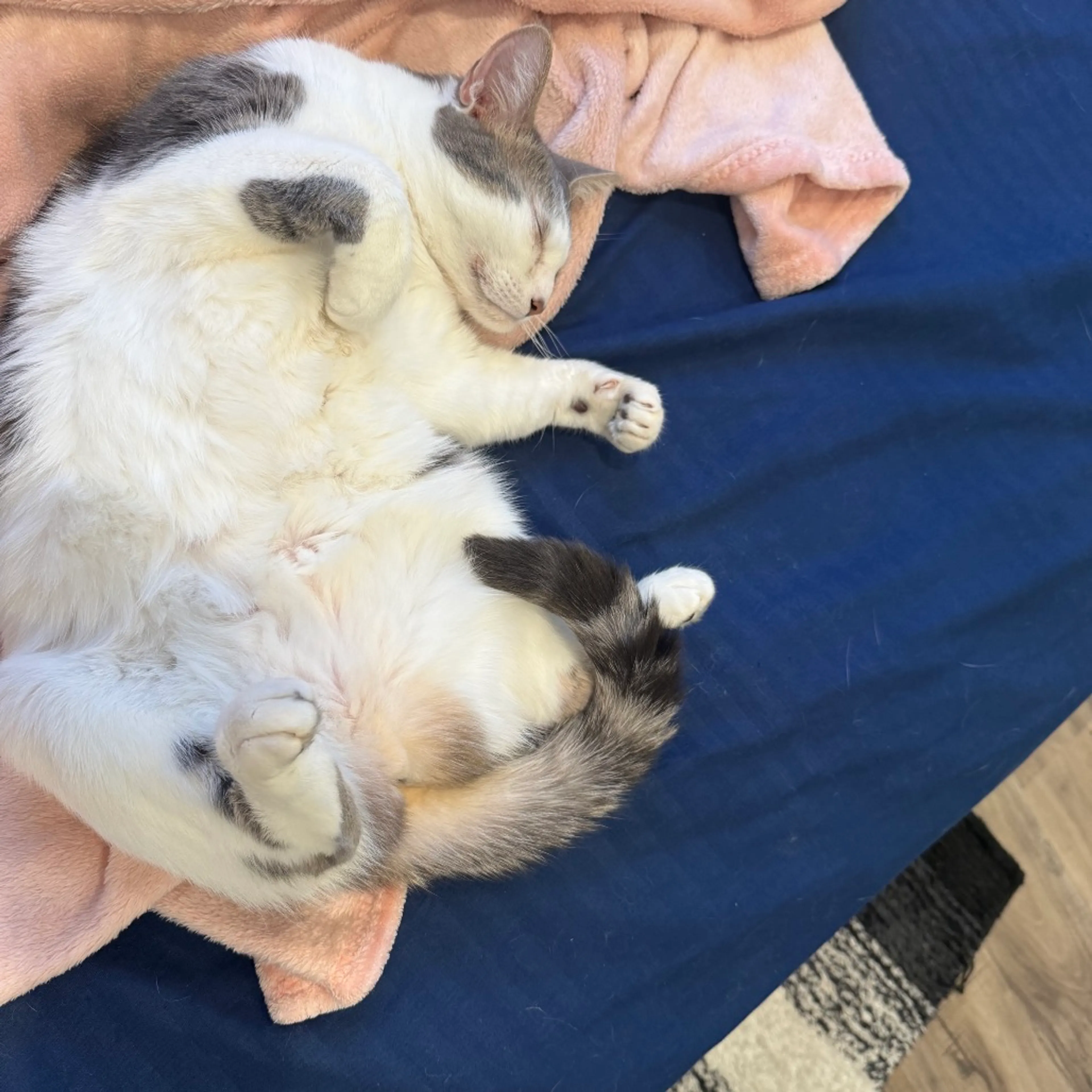 Found pet-30
