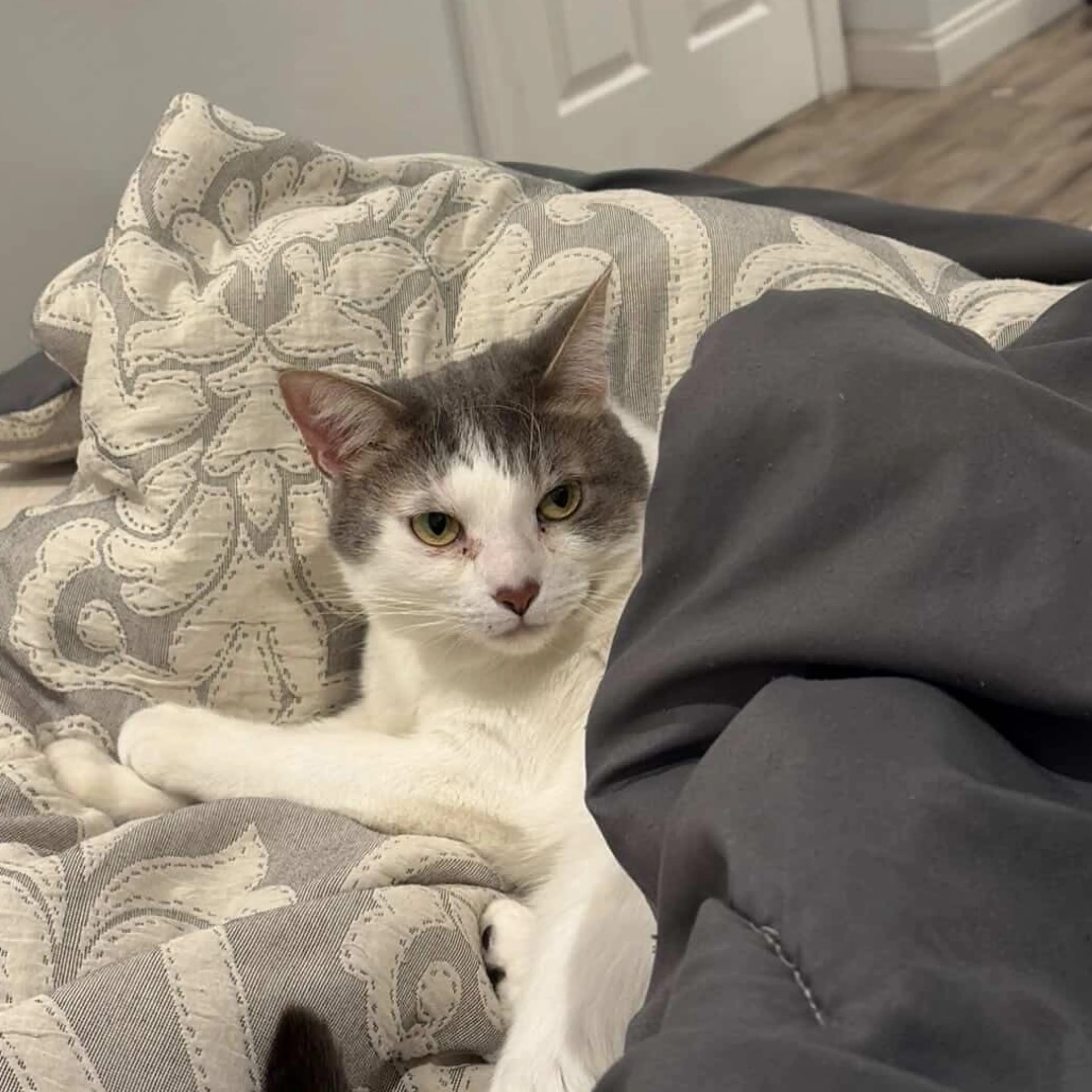 Found pet-25
