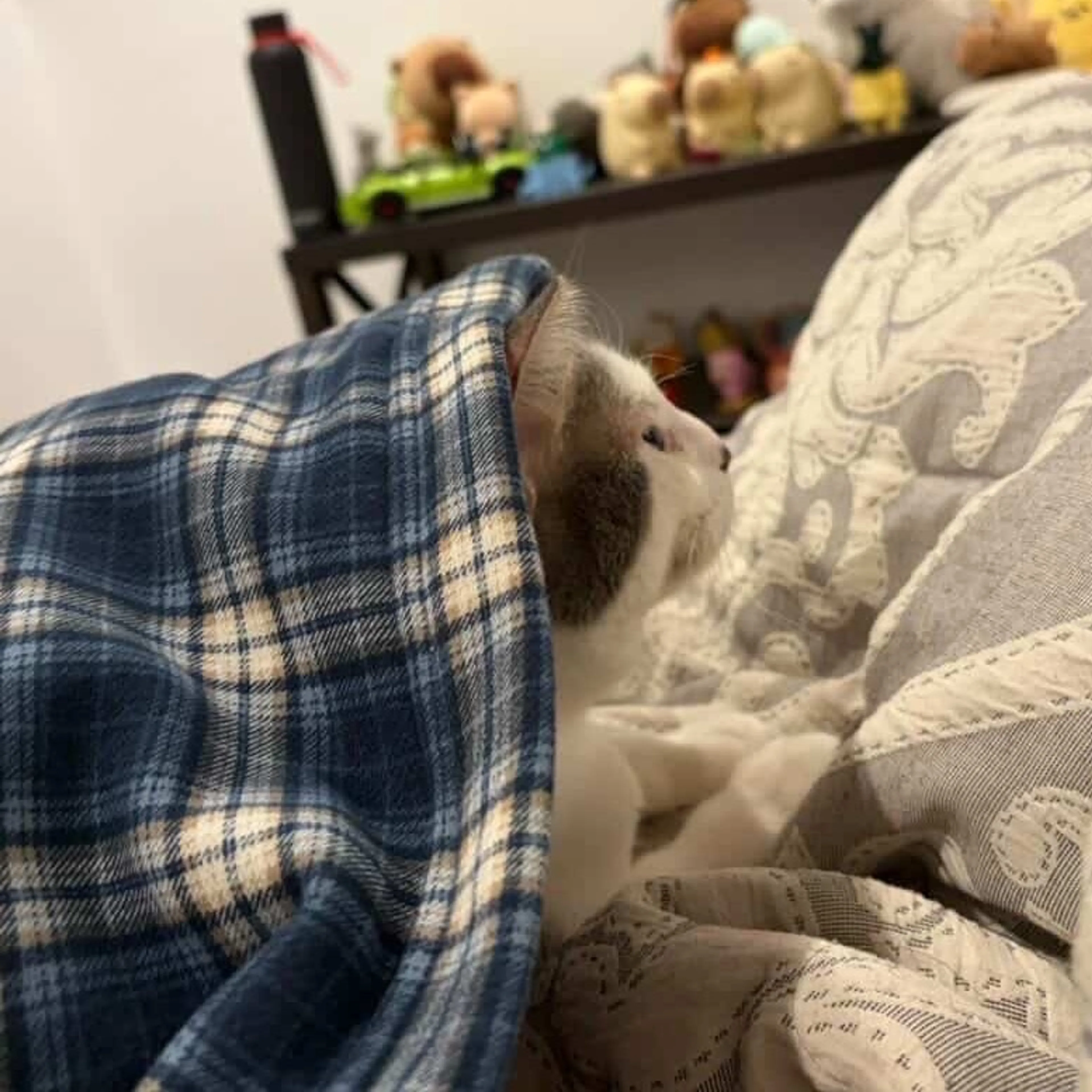 Found pet-23