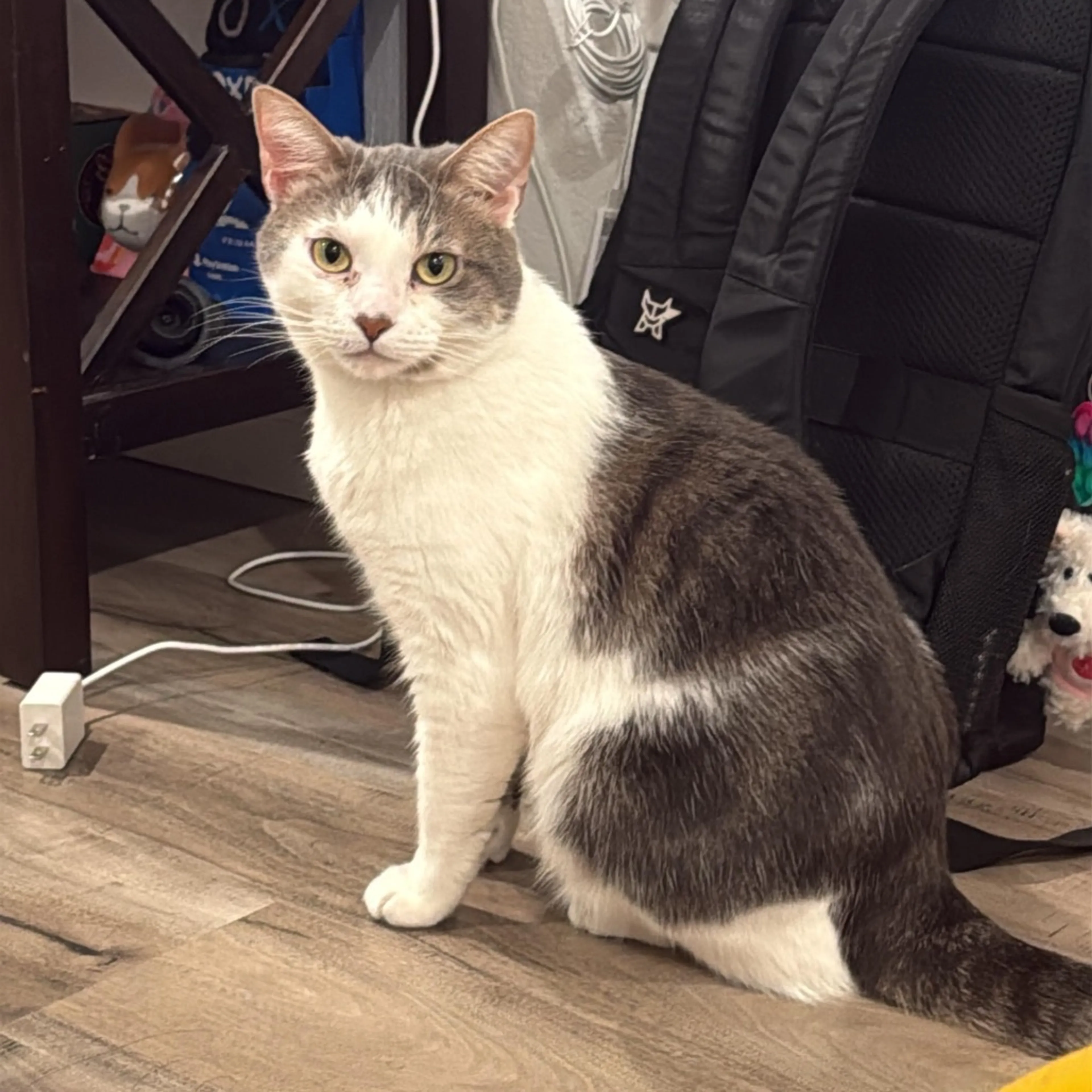 Found pet-0