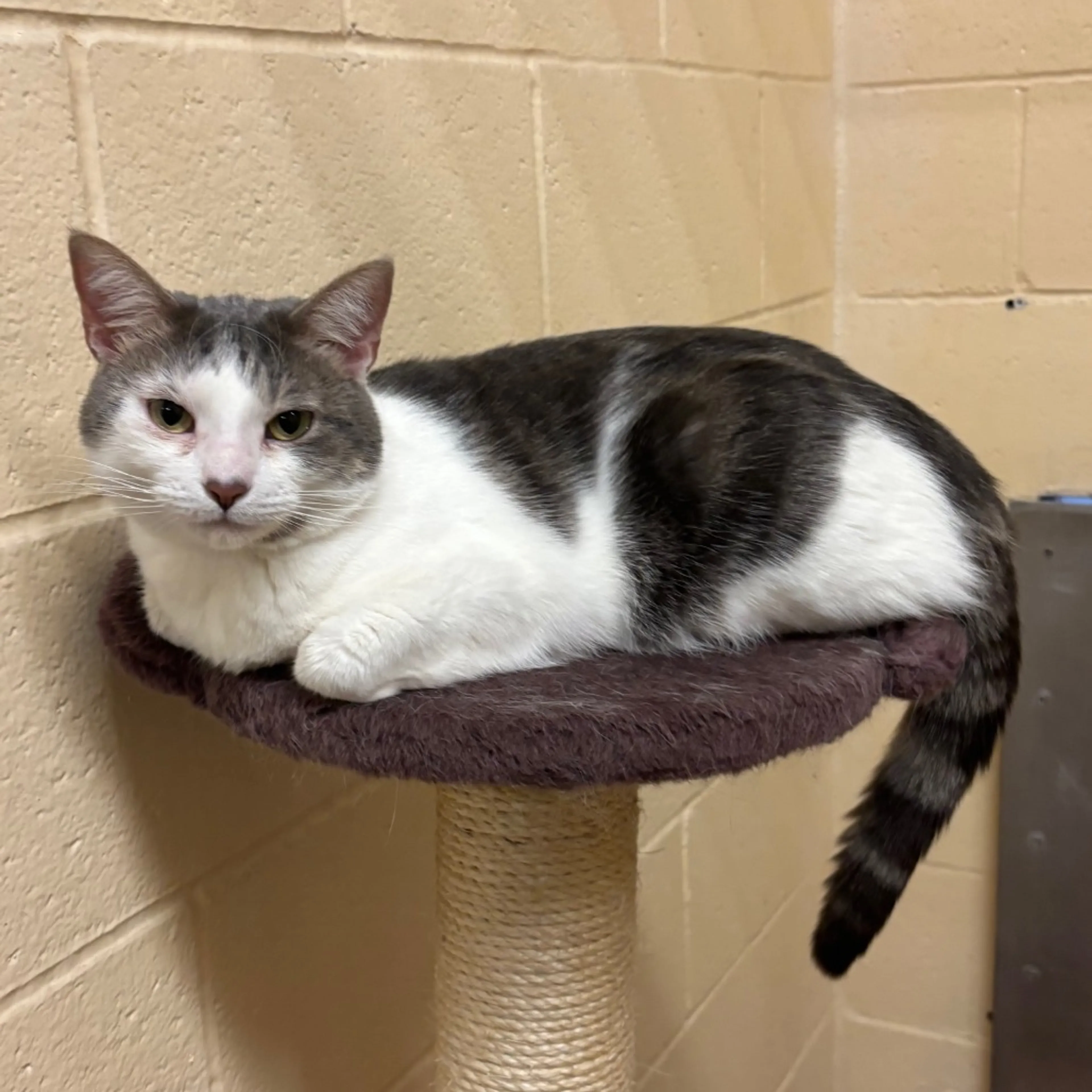 Found pet-35