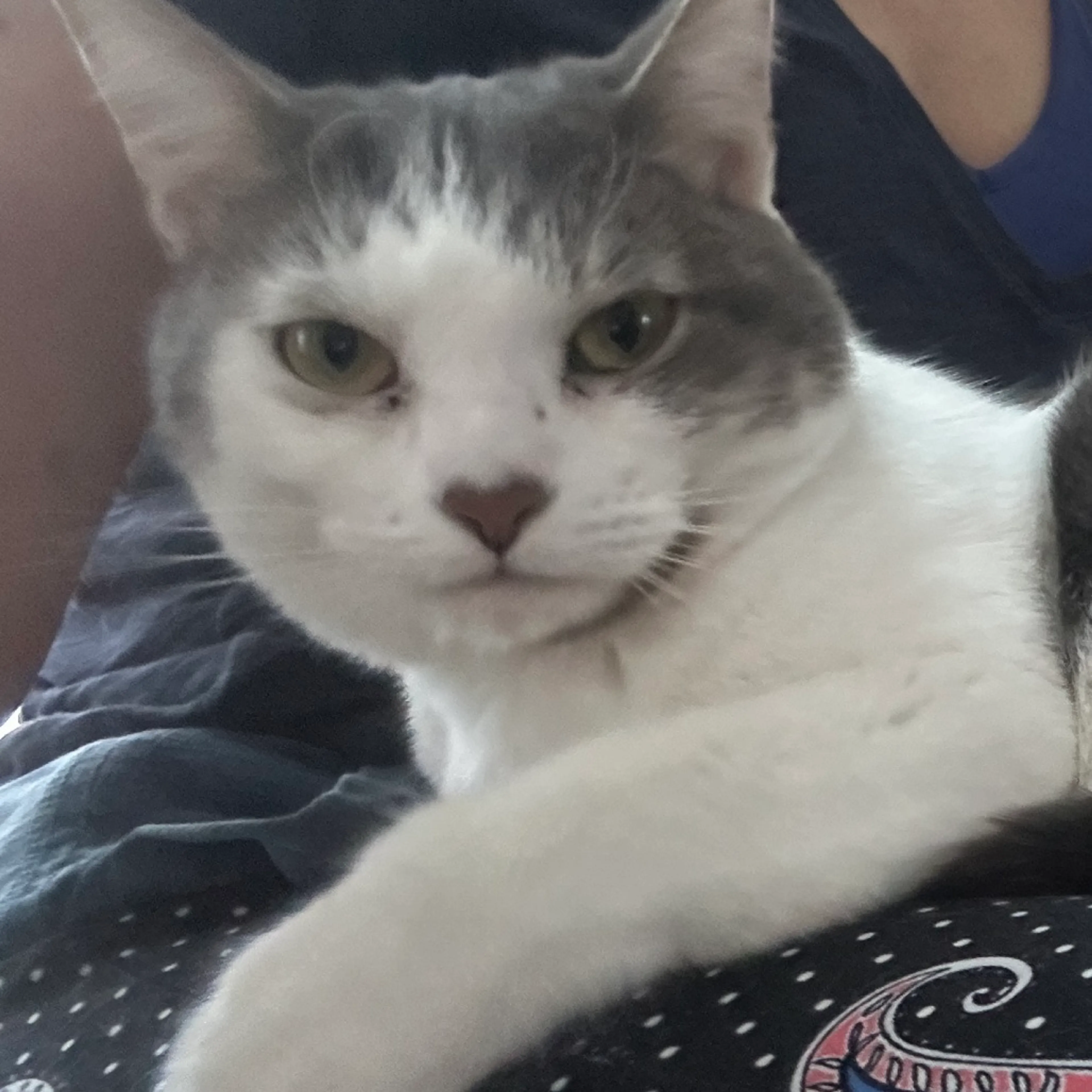 Found pet-10
