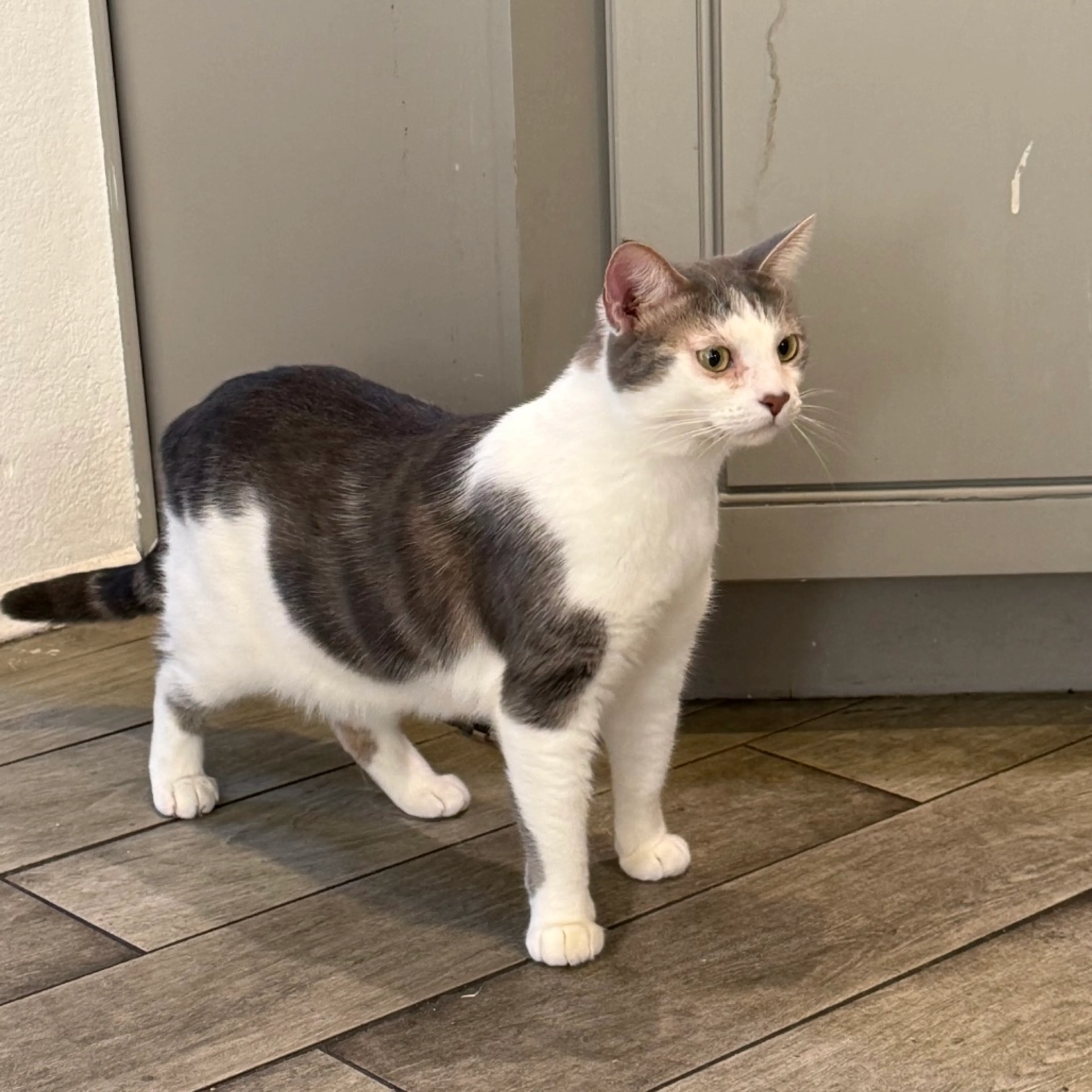Found pet-31