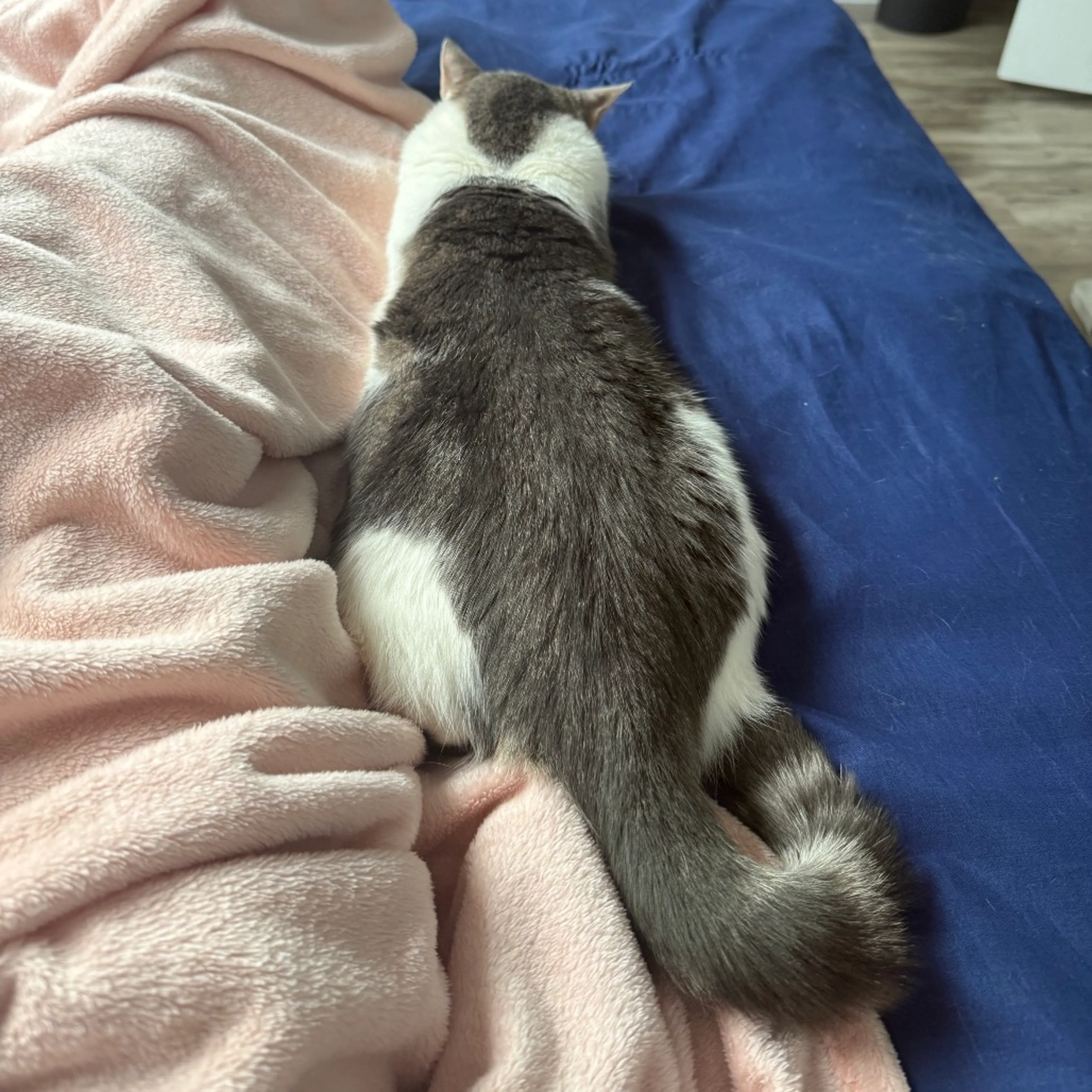 Found pet-28