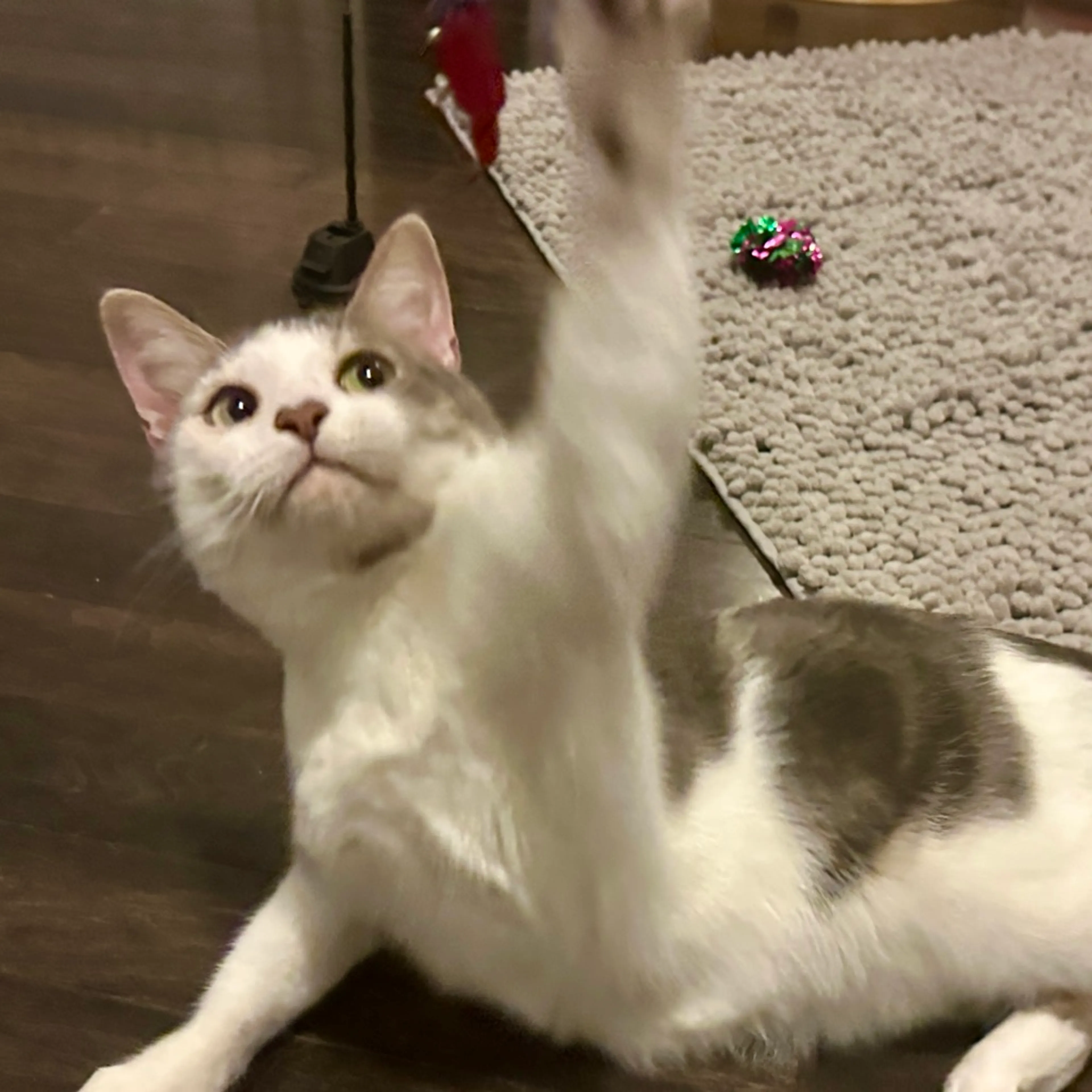 Found pet-13