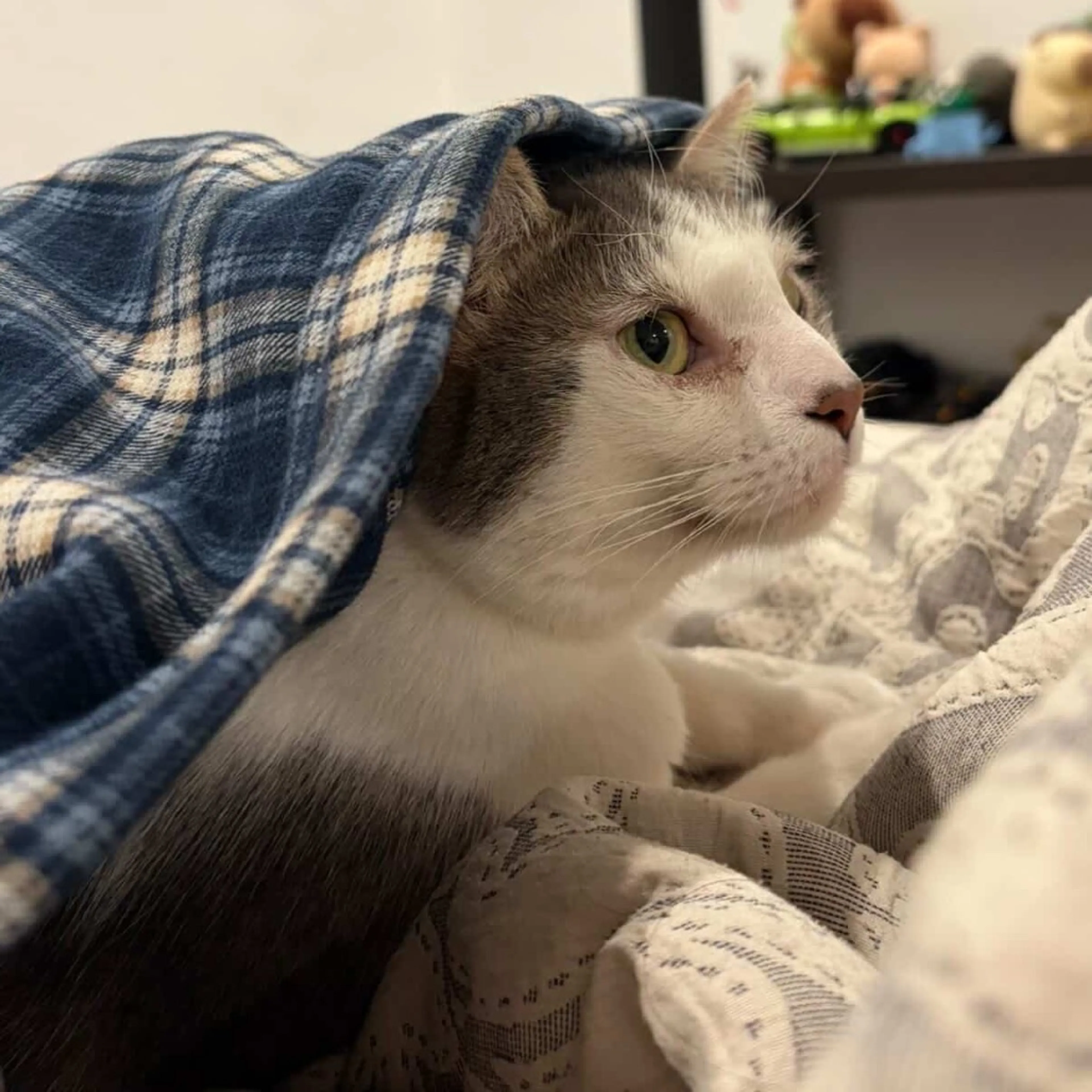 Found pet-21