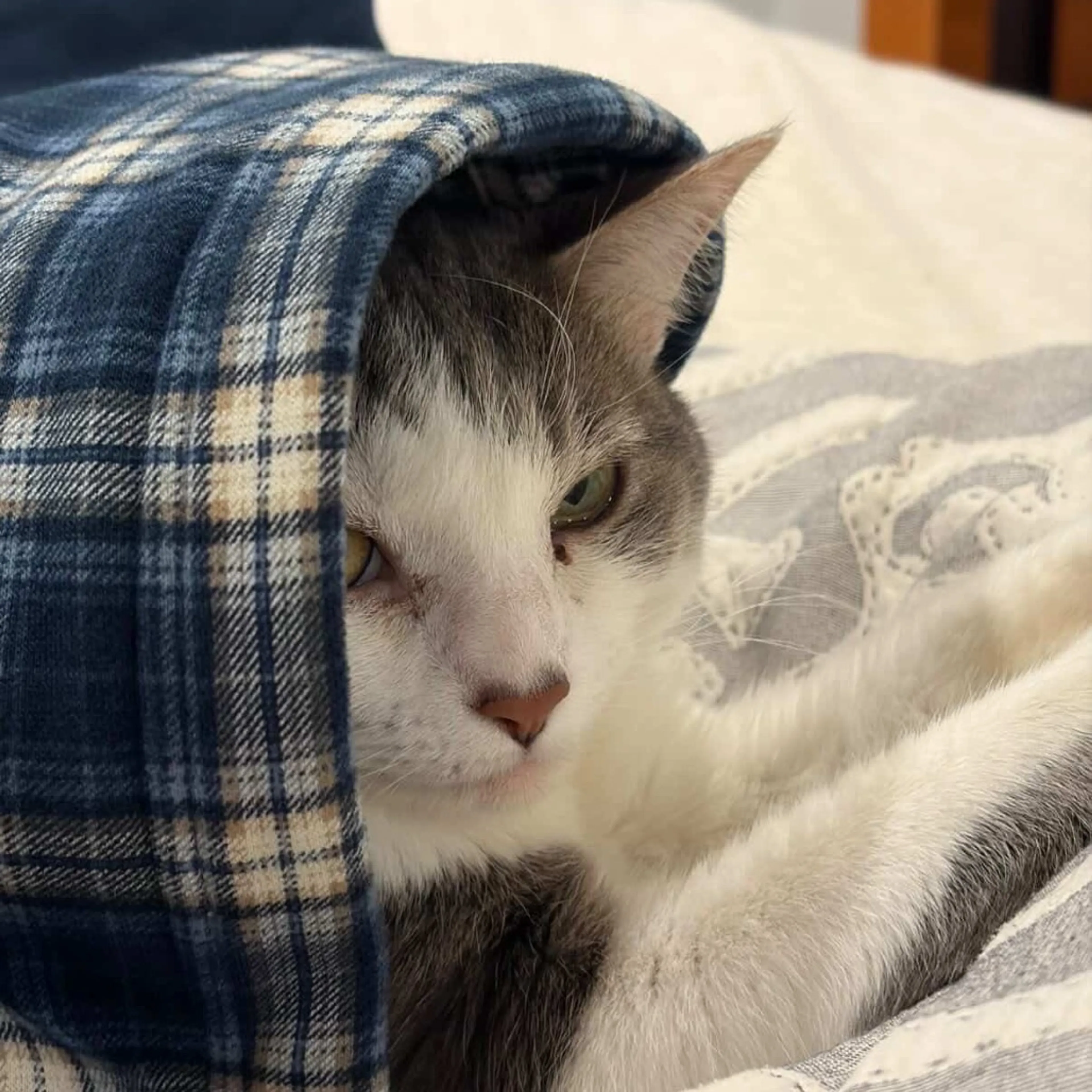 Found pet-22