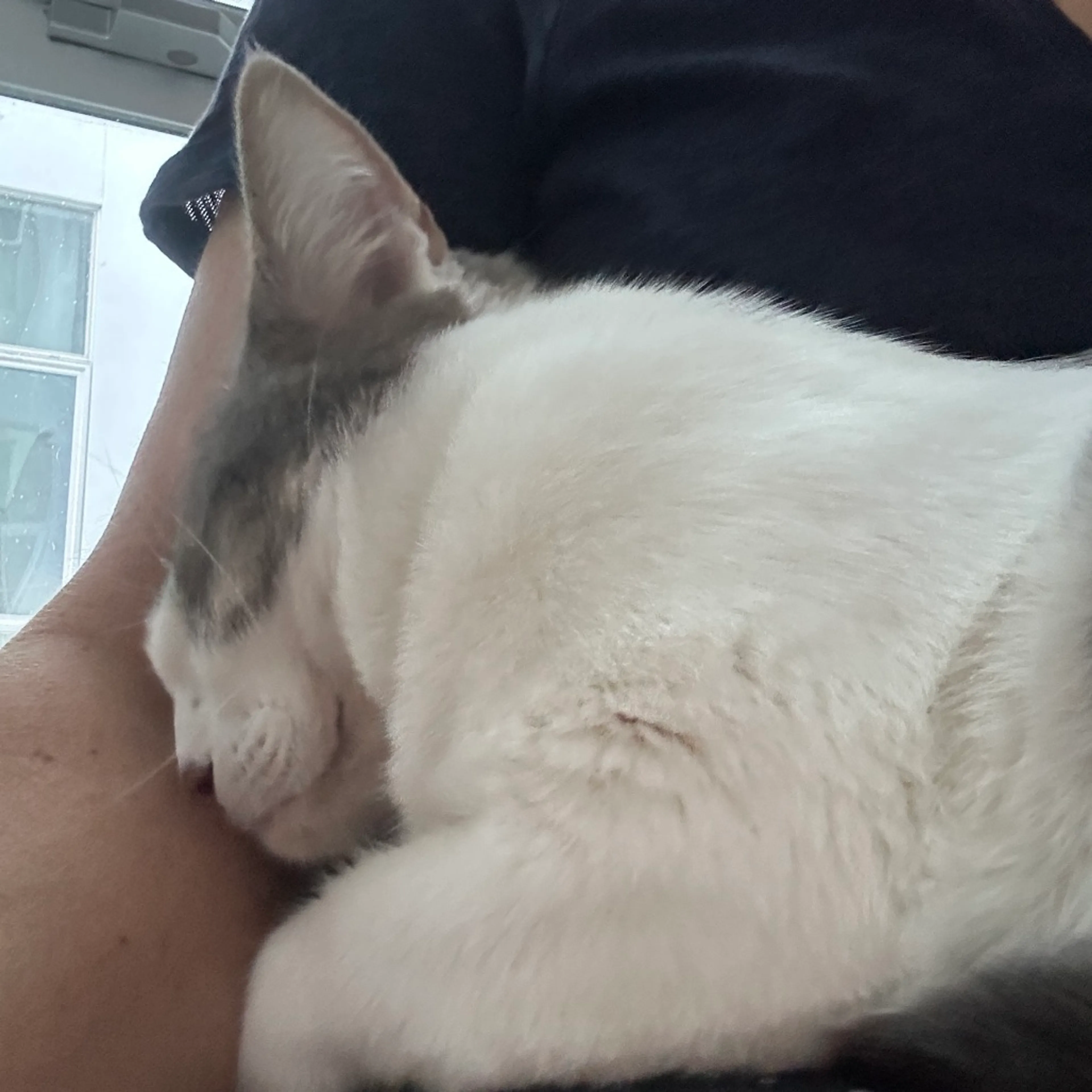 Found pet-9