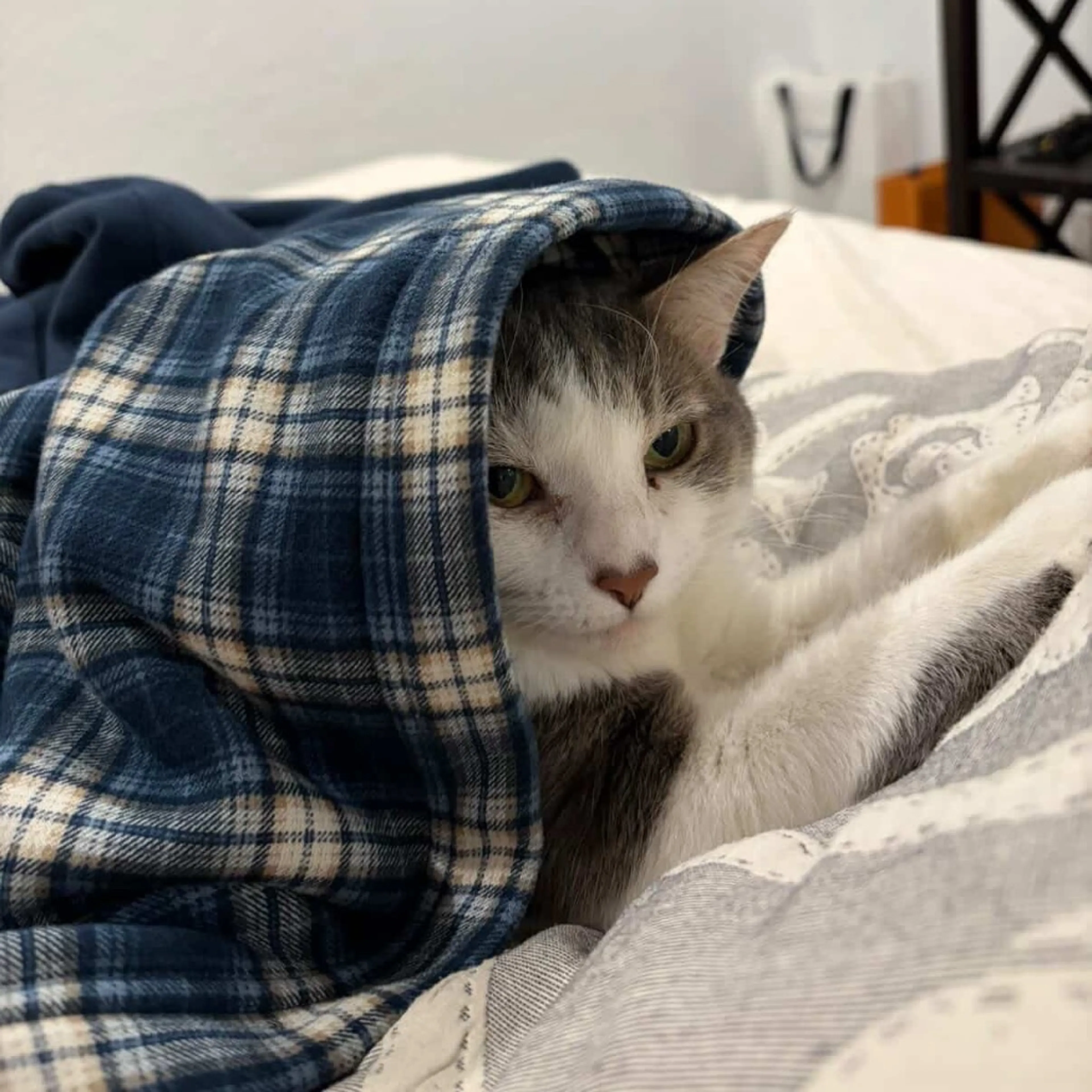 Found pet-24