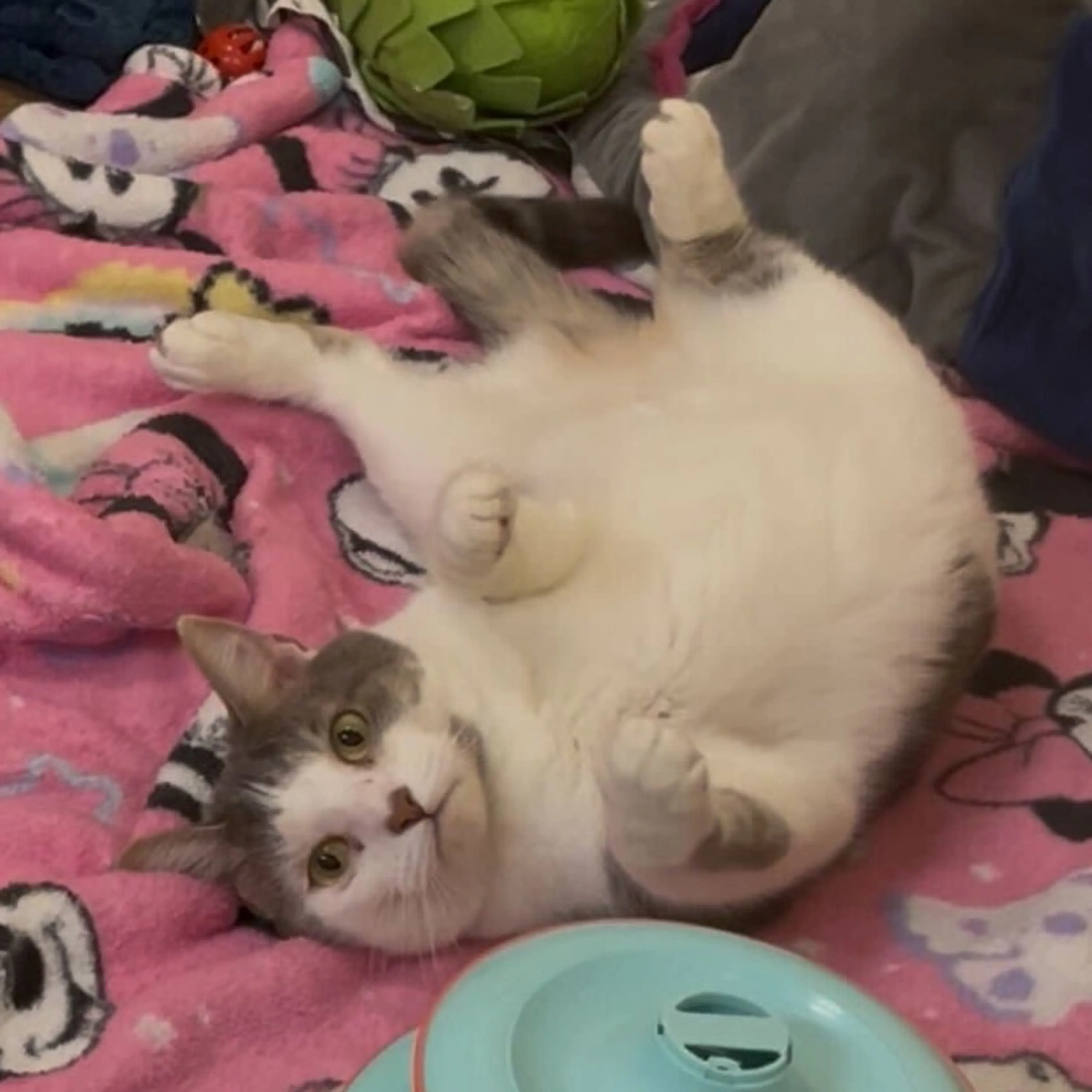Found pet-3