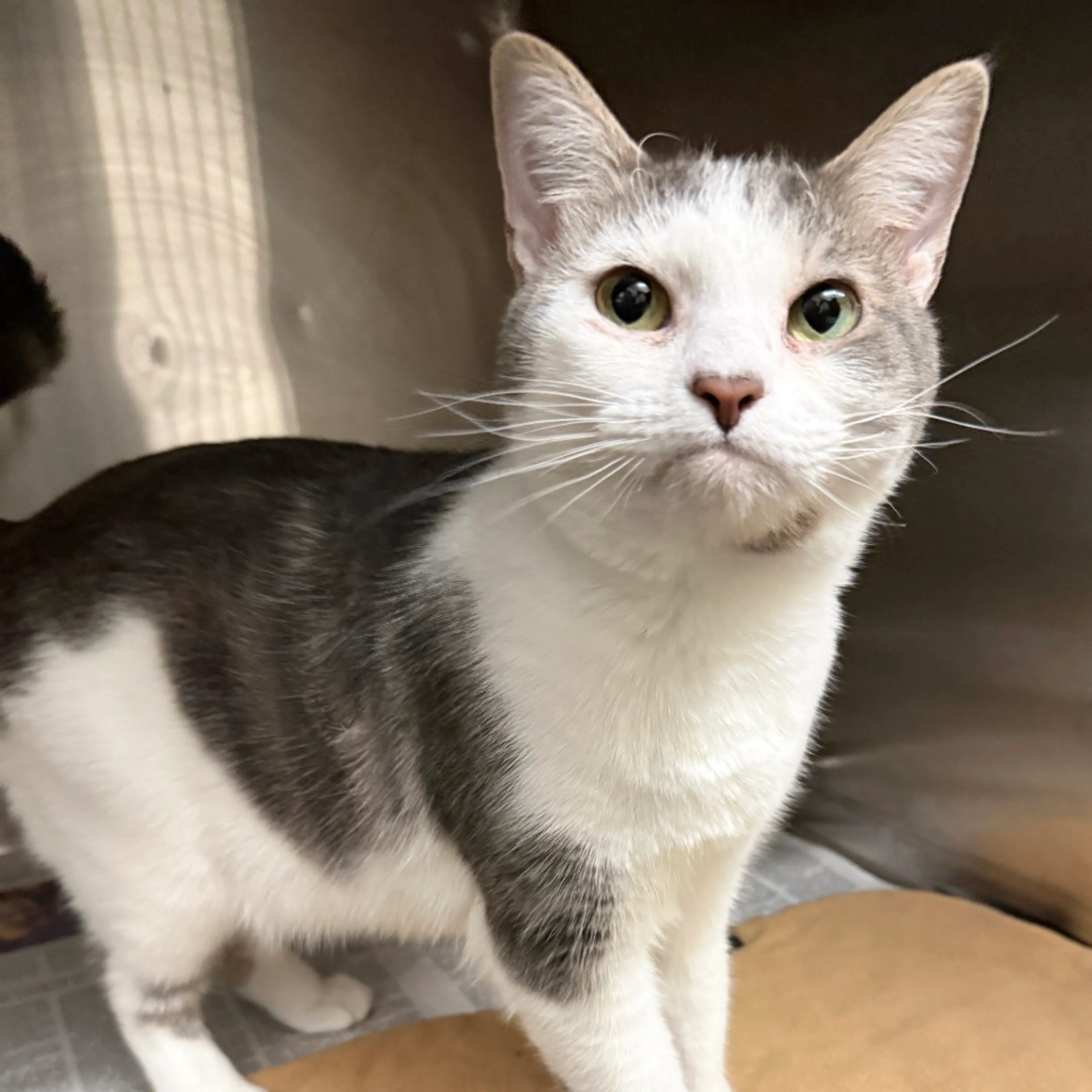 Found pet-1