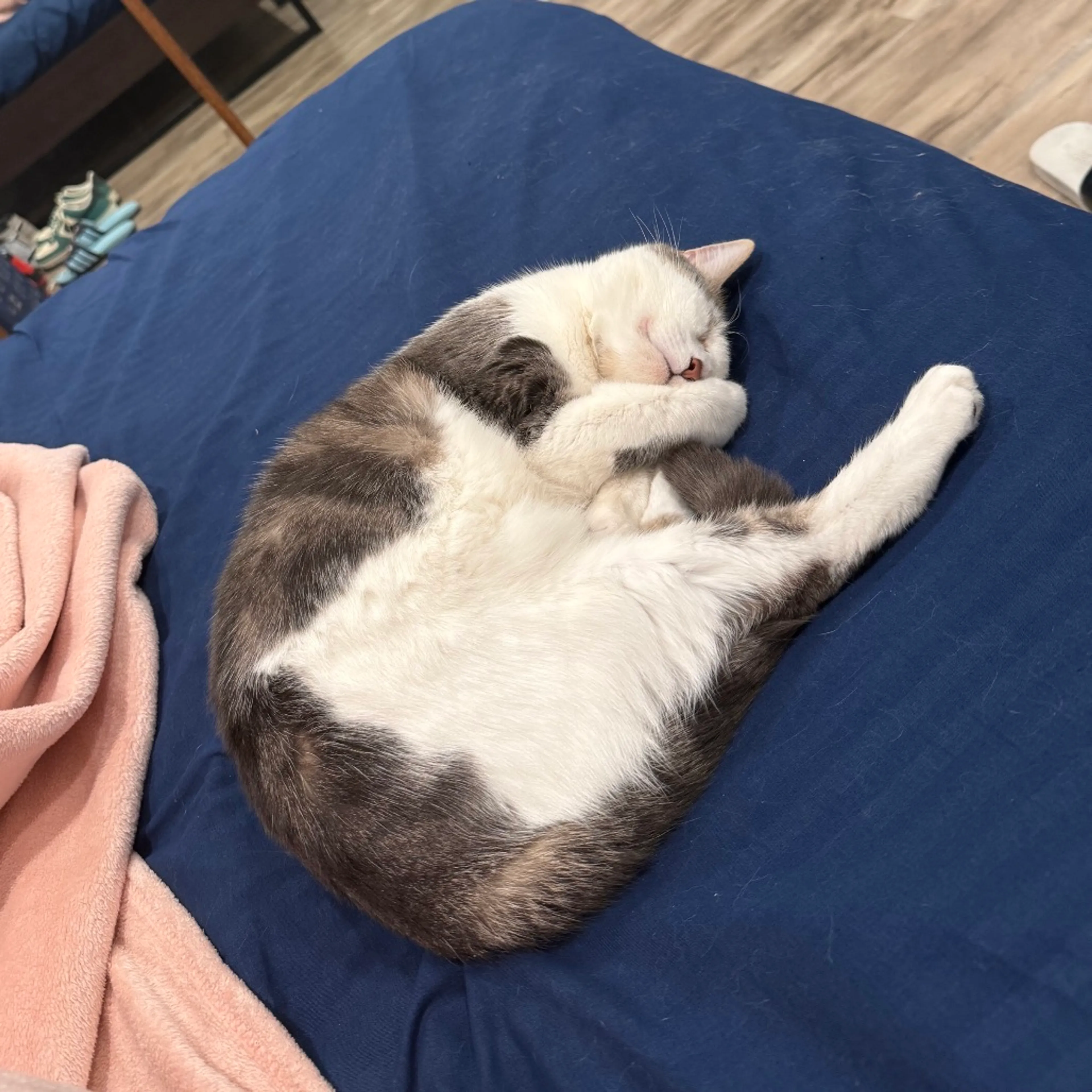 Found pet-27