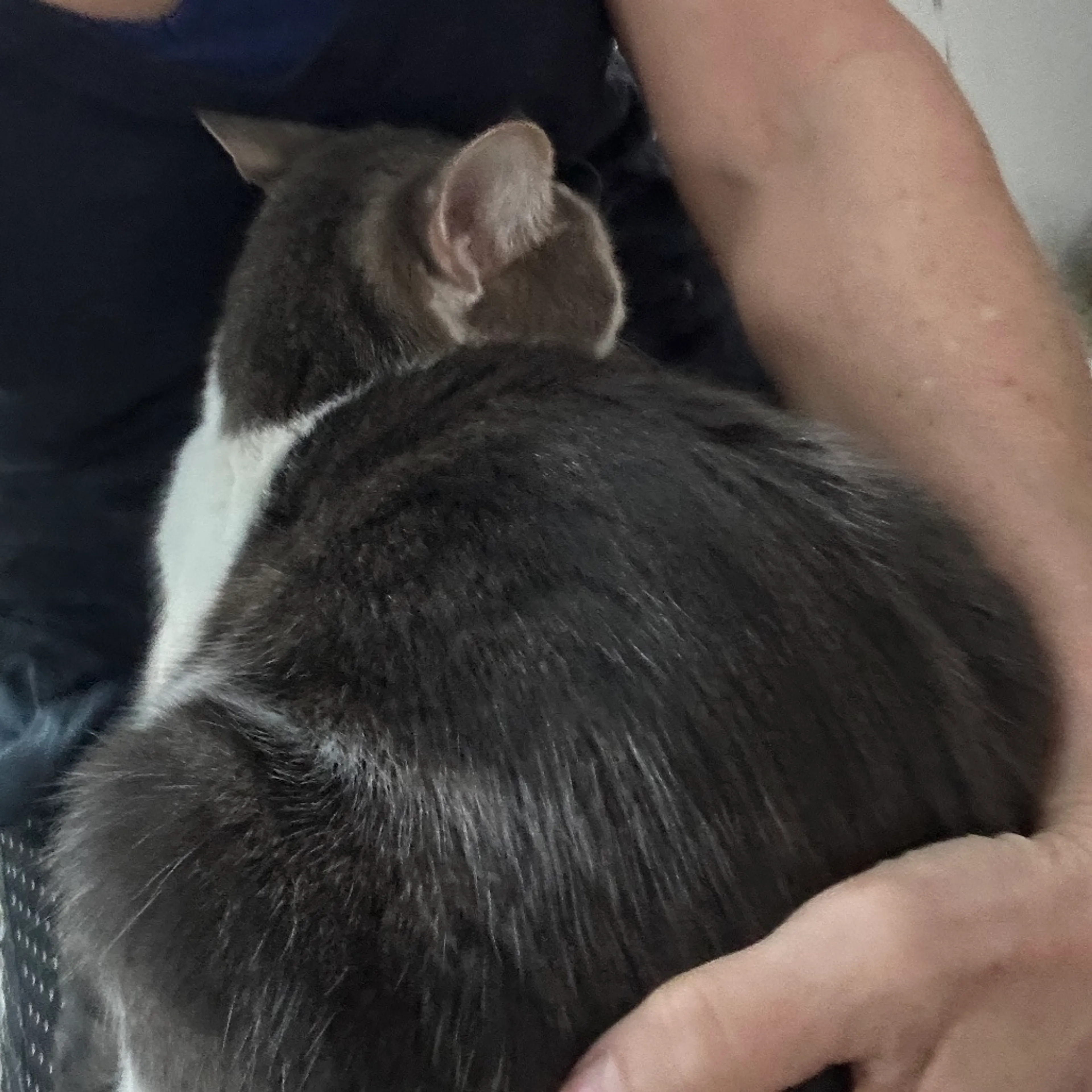 Found pet-8