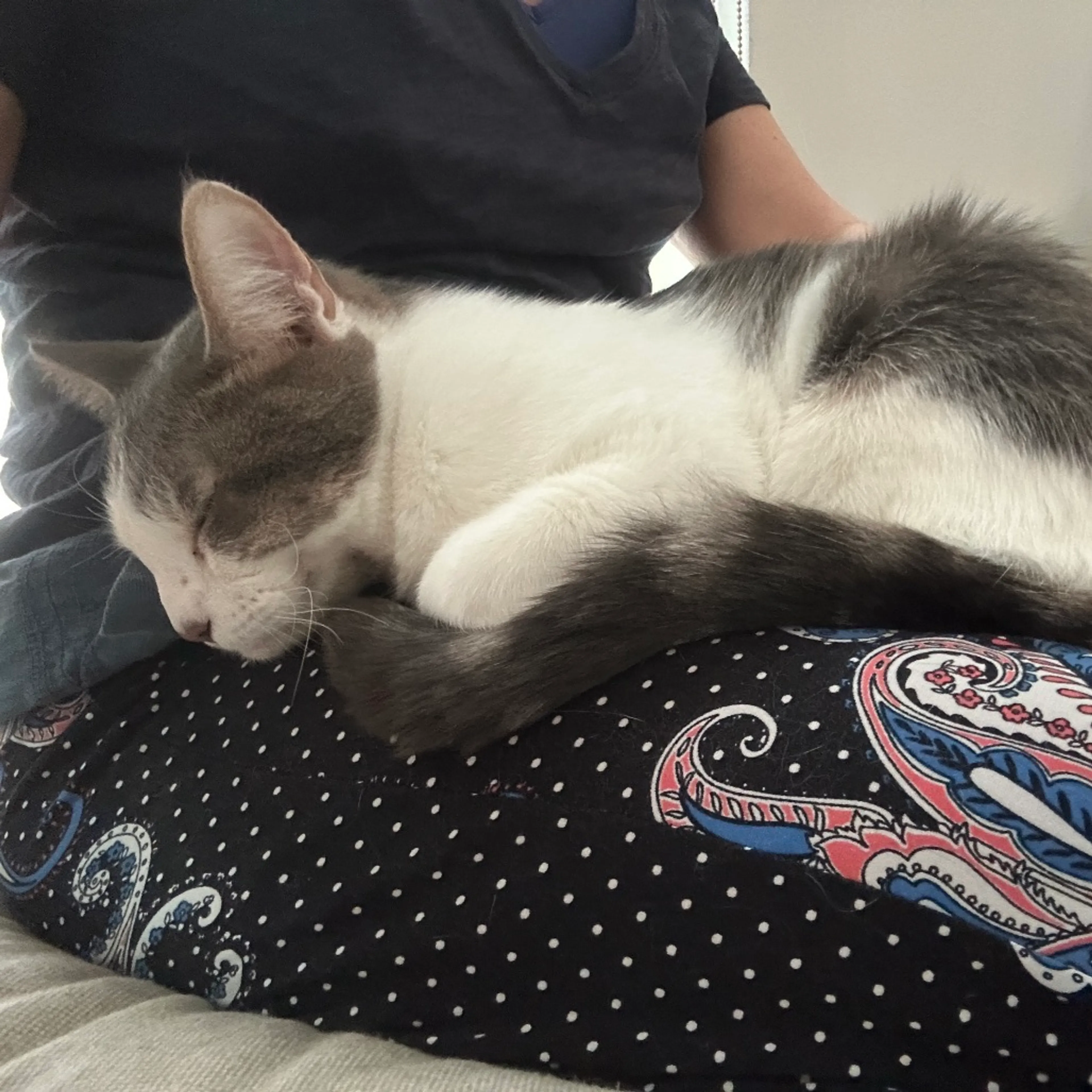 Found pet-6